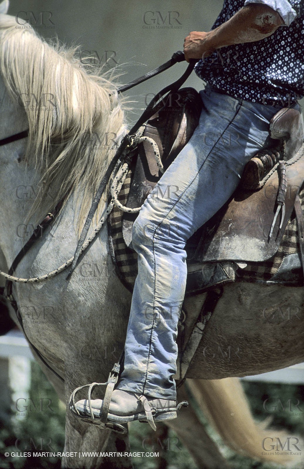 Camargue horses and bulls breeding