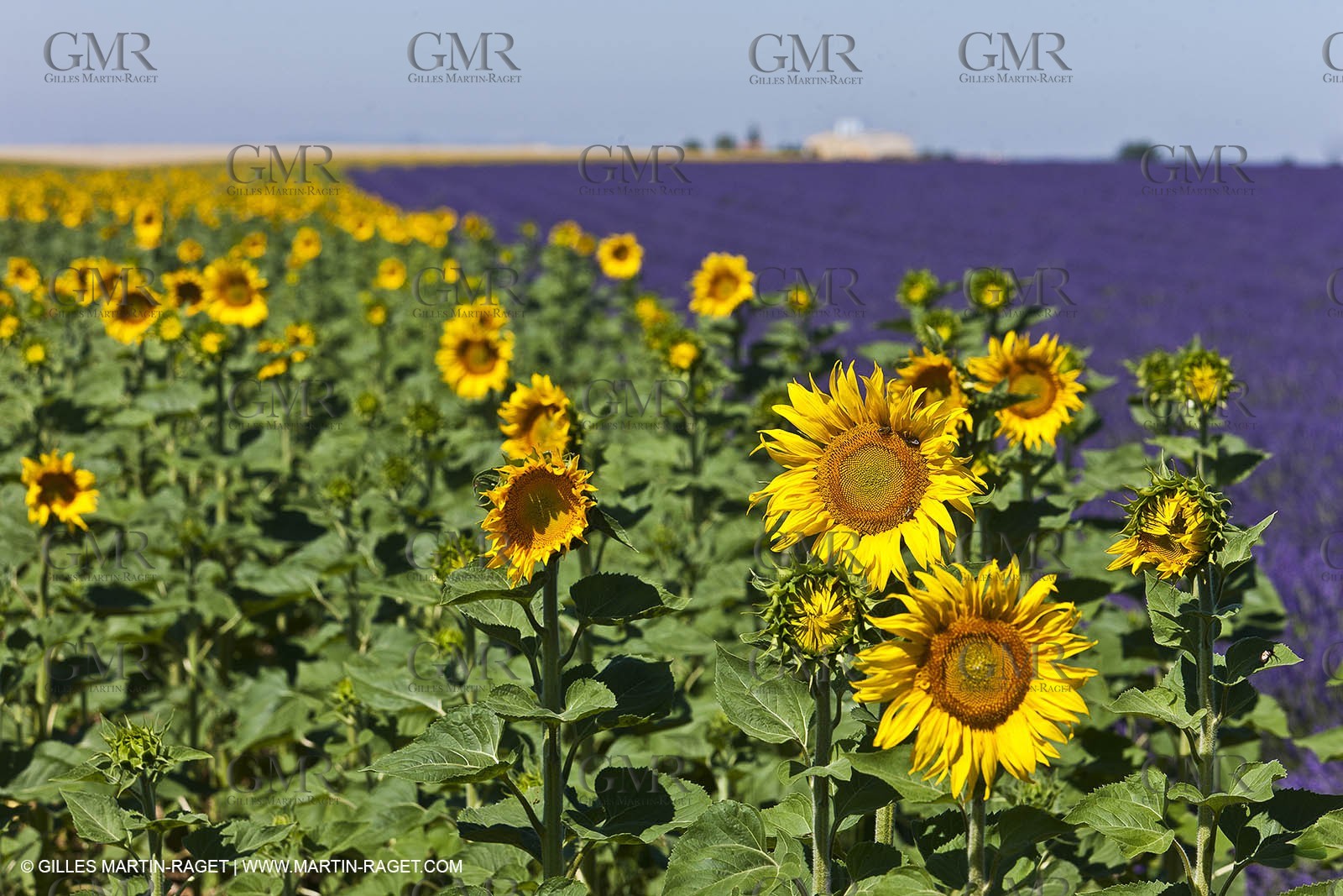 27 06 2011 - Valensole (FRA, 04) - Lavander fields