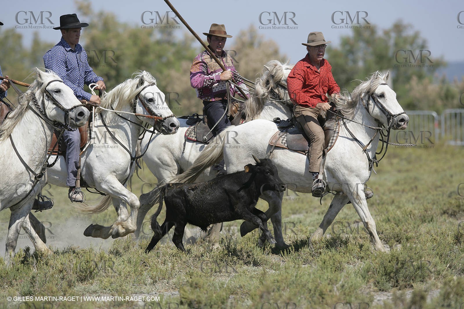 Arles 2006, Camargue horses races