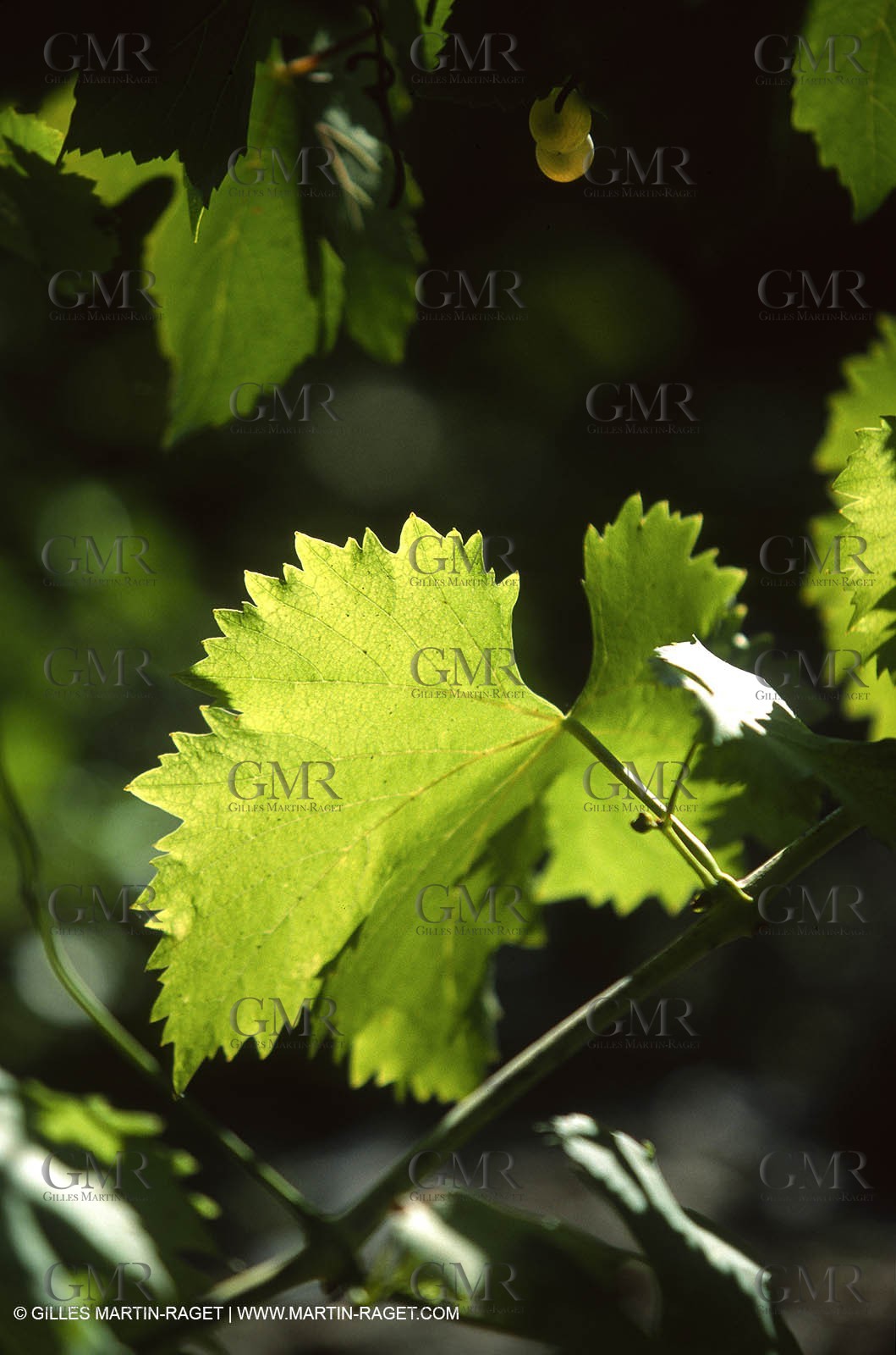 Provence, Harvest time