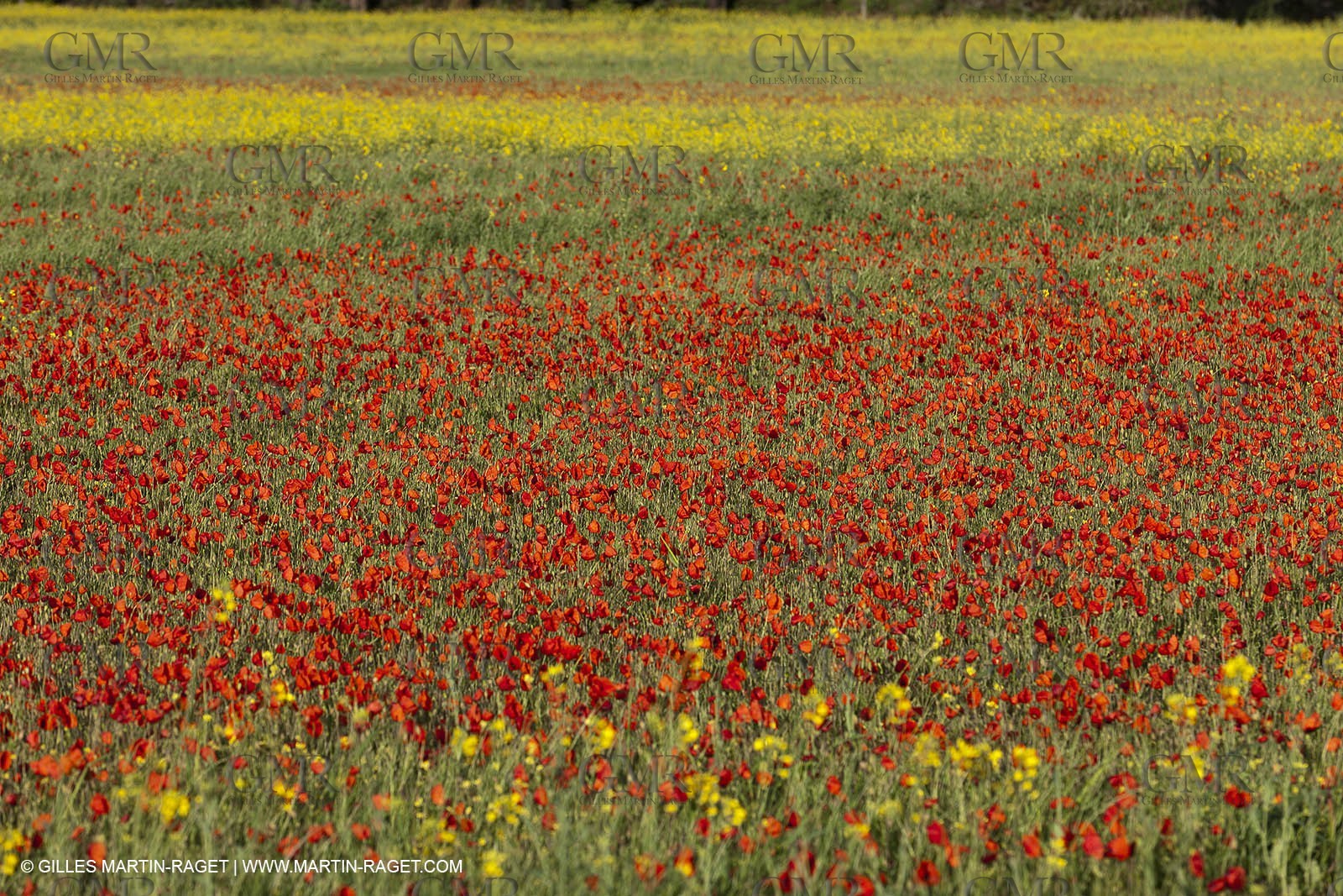 29 04 2012 ( Saint Rémy de Provence (FRA, 13) - Chaîne des Alpilles vers Romanin