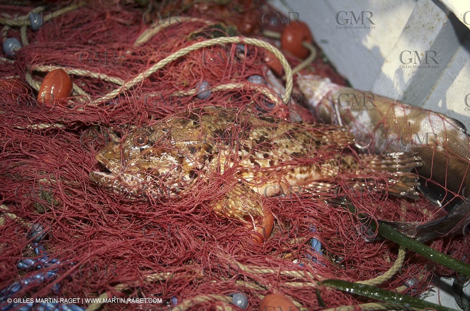 Var, Saint Tropez, (FRA,83), Fishing in Saint Tropez