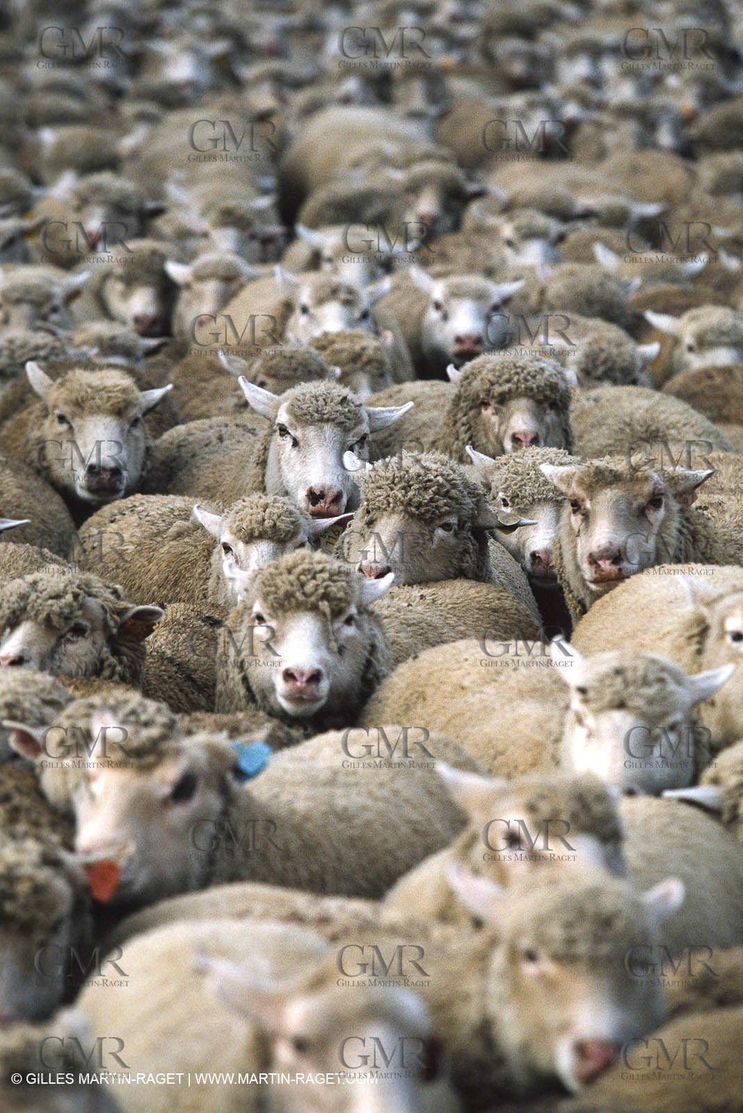 Saint Rémy de Provence (FRA,13) - Sheep stocks migration Fest