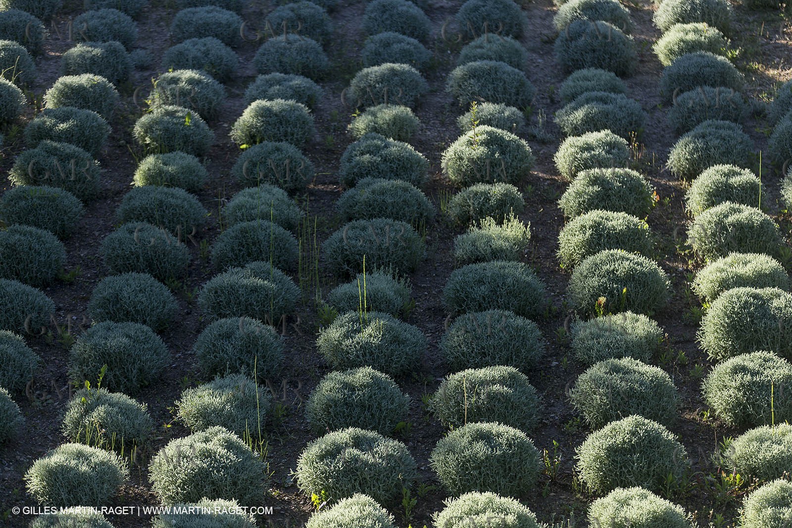 Domaine de la Baume - Tourtour (FRA,83) - 15 05 2014