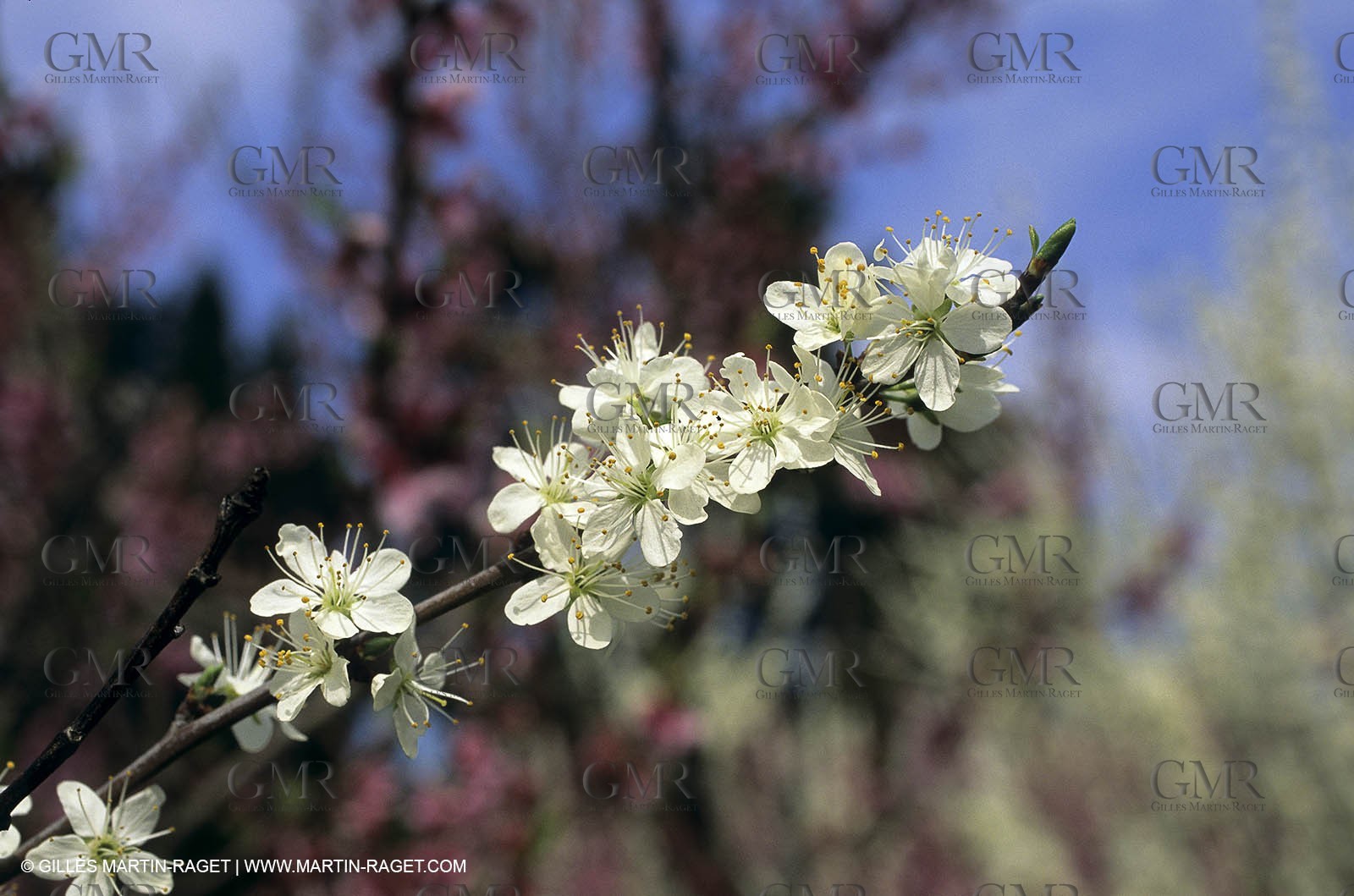 Luberon, Vaucluse (FRA,84) - Arbres fruitiers en fleur