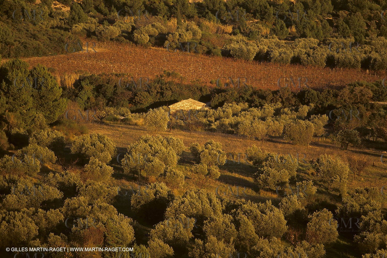 France, Provence, Oliviers, oliveraies, olive trees
