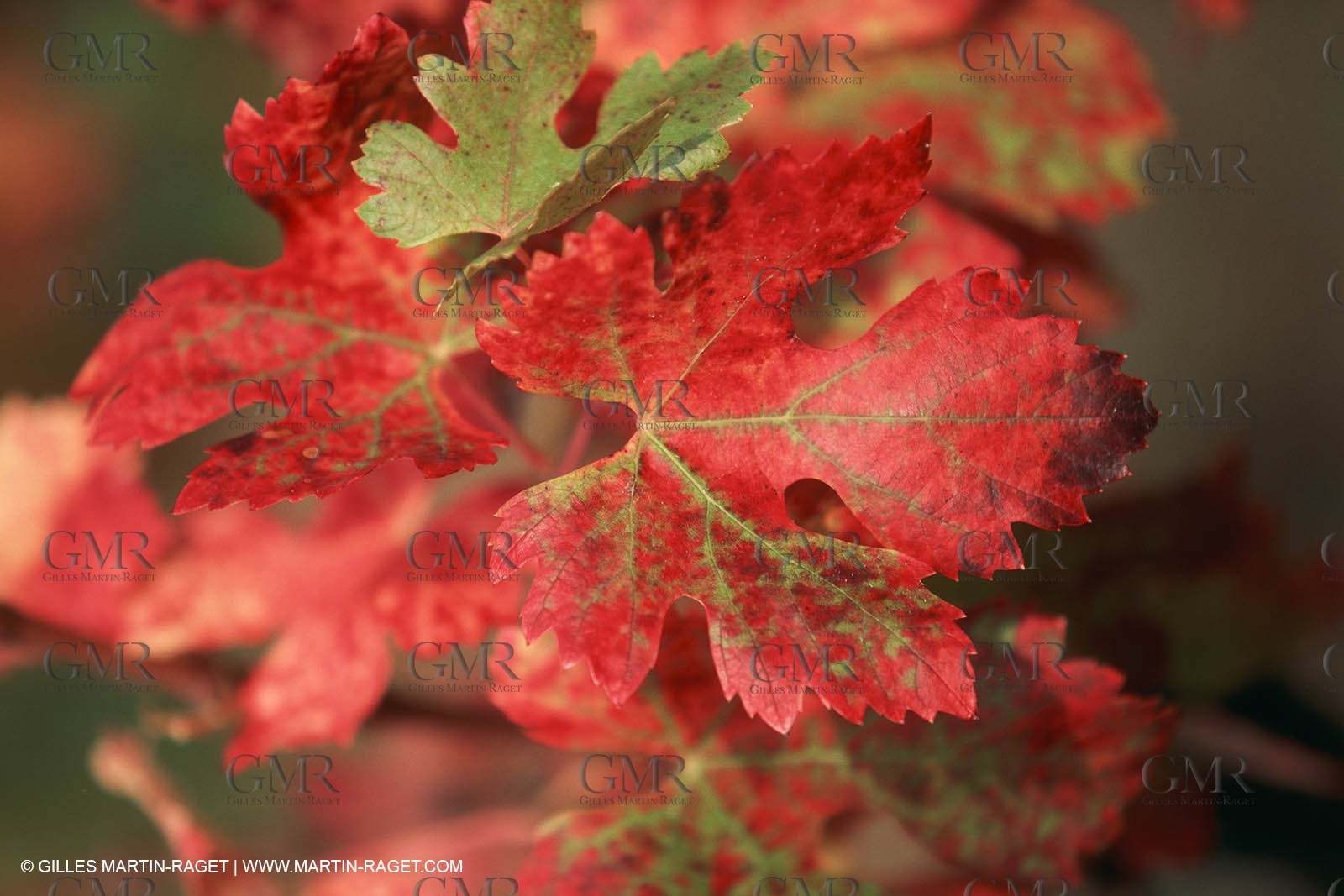 France - Languedoc-Roussillon - Nîmes Métropole - Costières