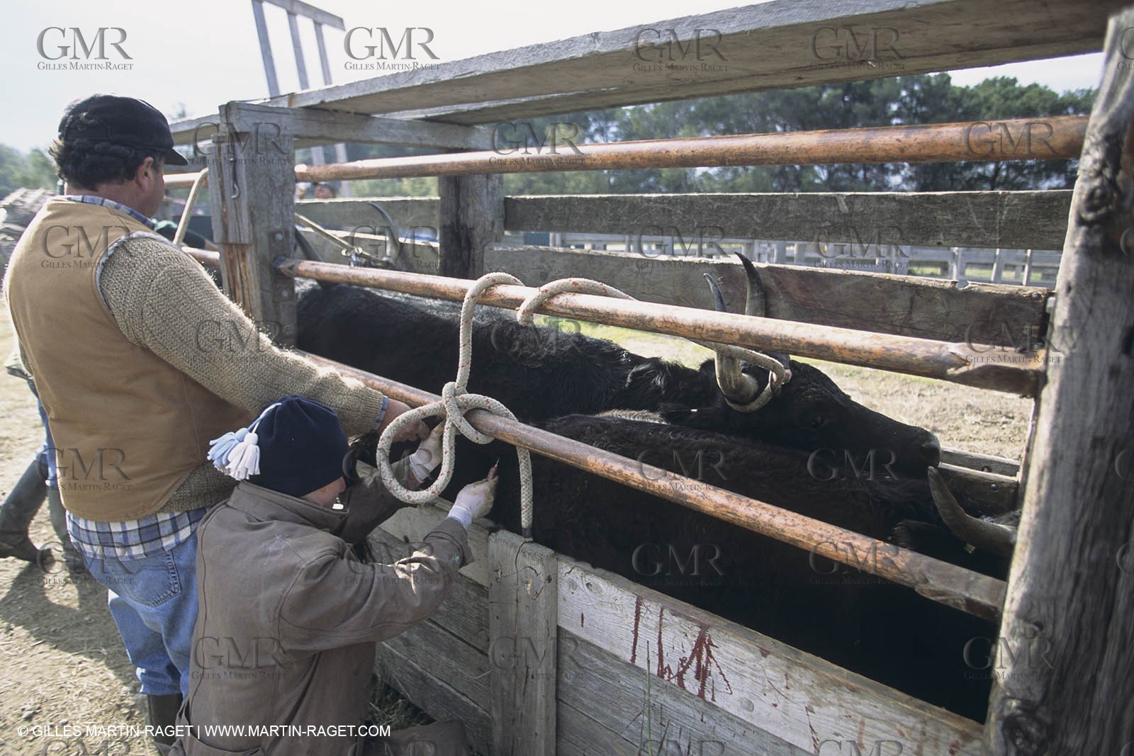 France, Provence, Camargue, Gardians de Camargue, métier, fêtes, élevage, tri