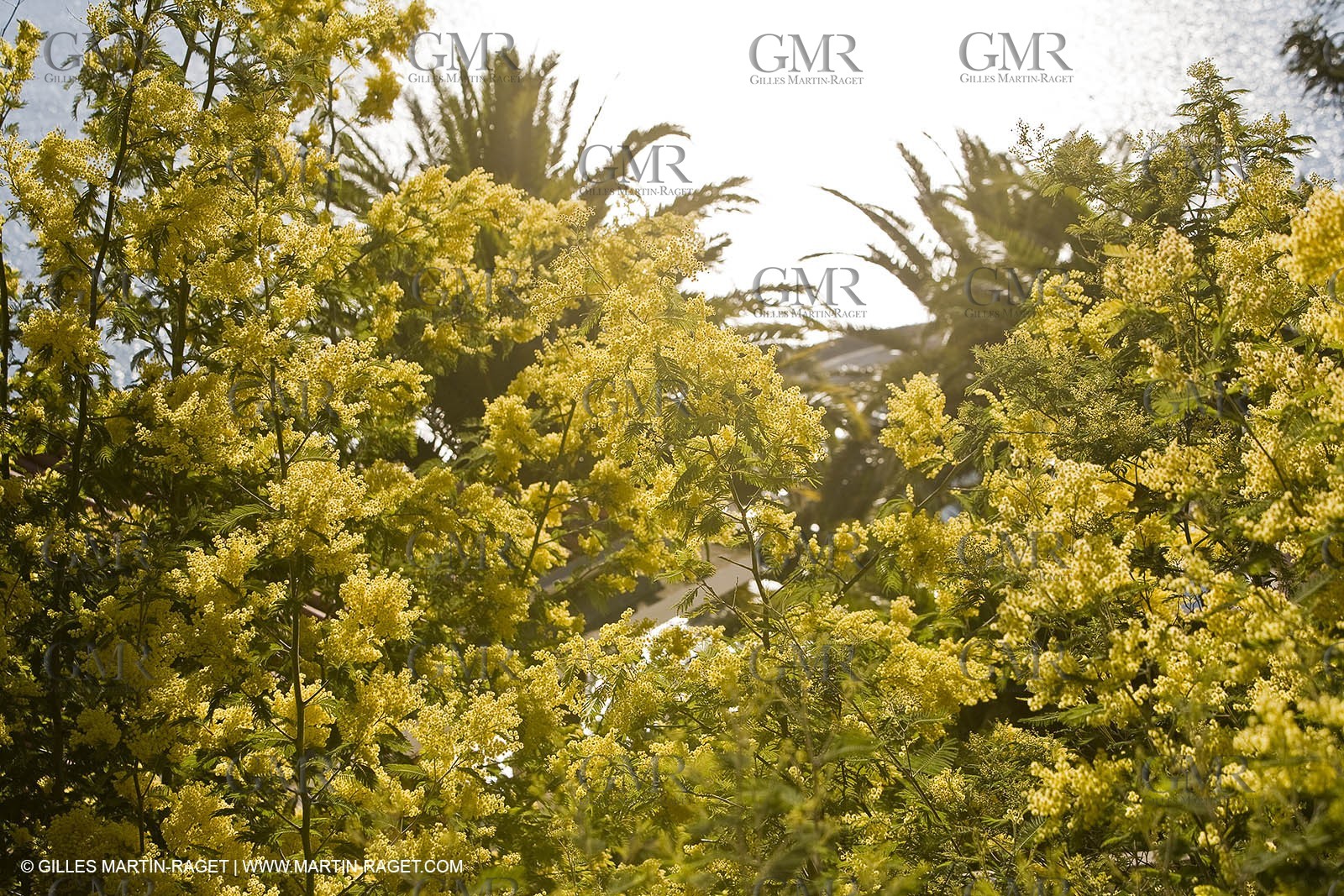 06 02 2008 - Théoule sur mer (FRA, 06) - Mimoses in full flower