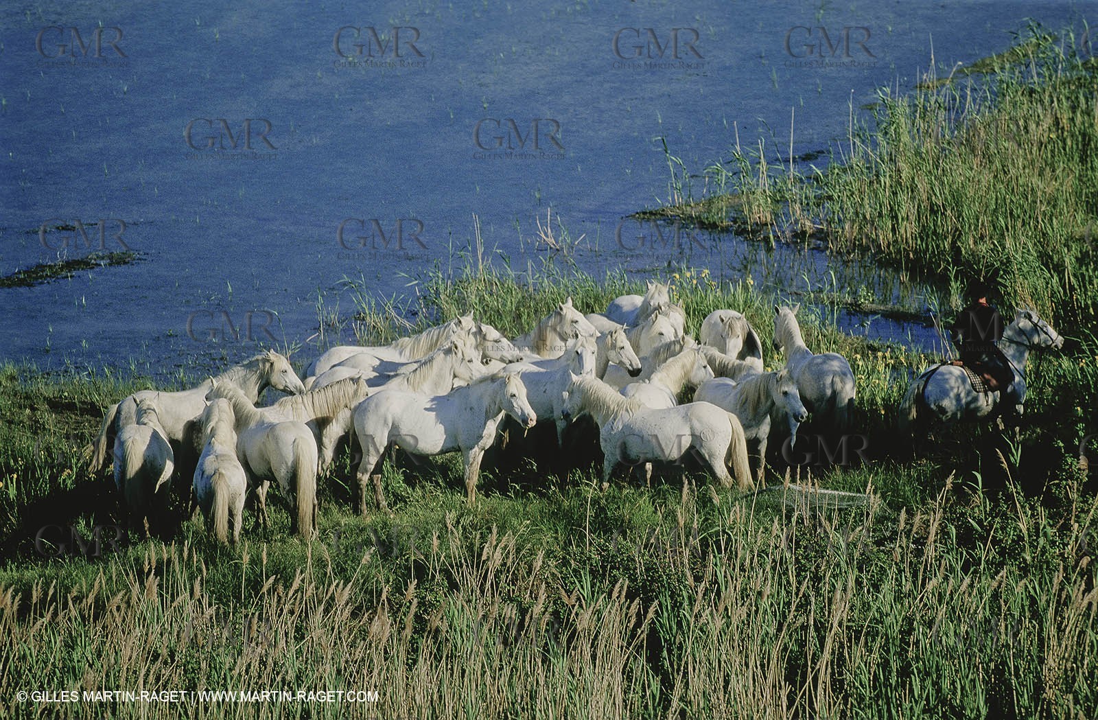 2000-2010- Arles - Les Saintes Maries de la mer (FRA,13) - Camargue horses