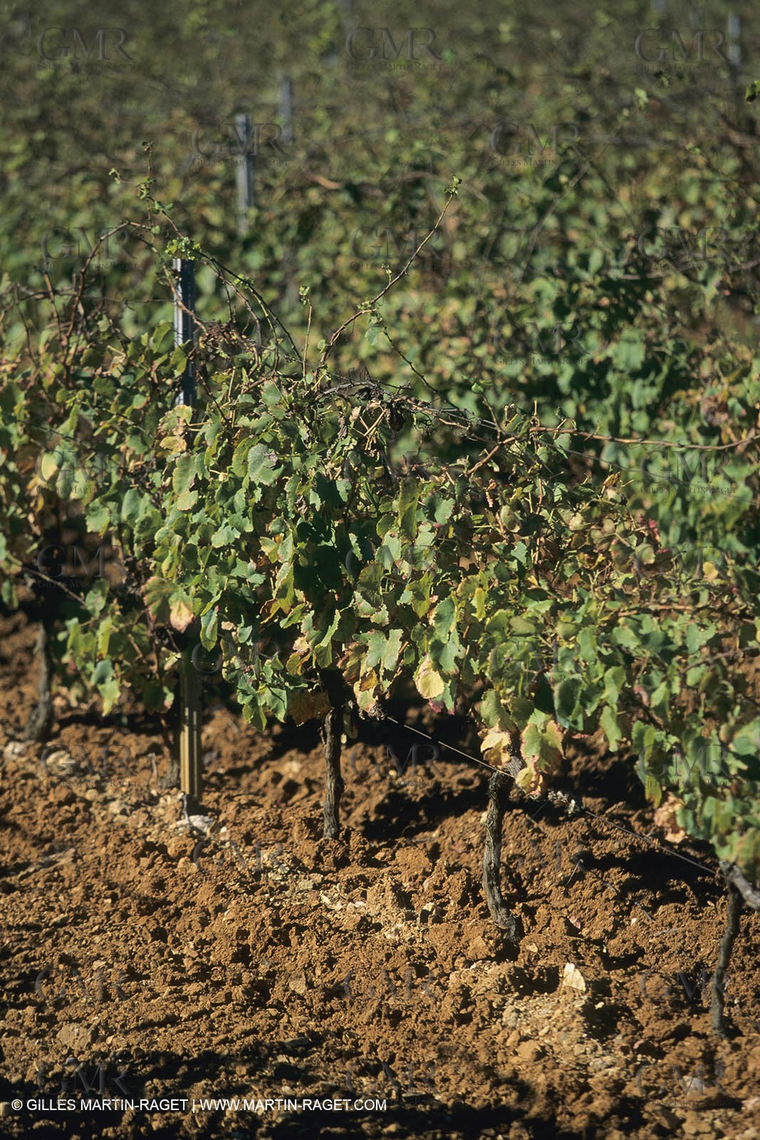 France, Provence, Iles d'Hyères, Porquerolles