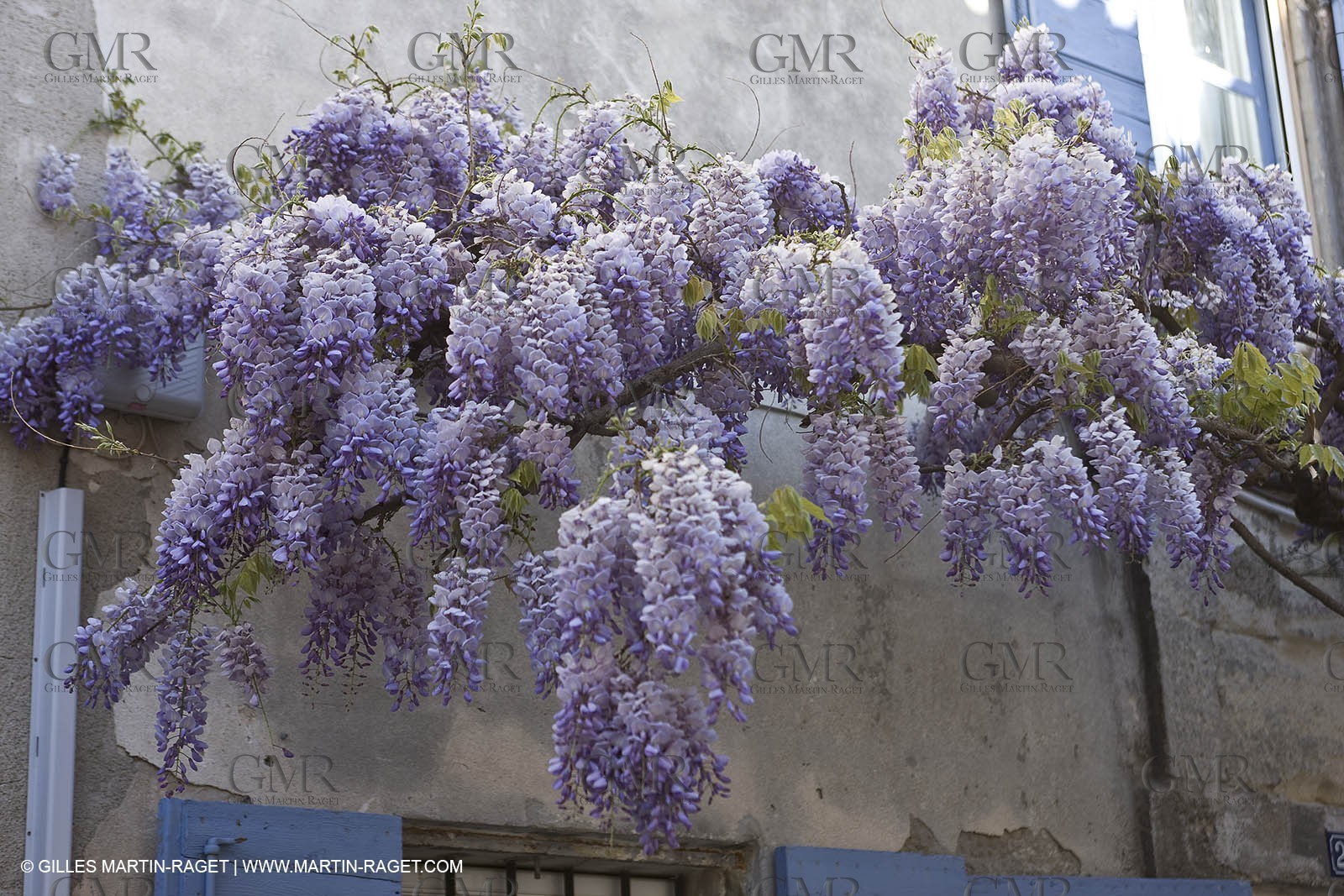 11 04 2008 - Saint Rémy de Provence (FRA, 13) - Glycines in bloom