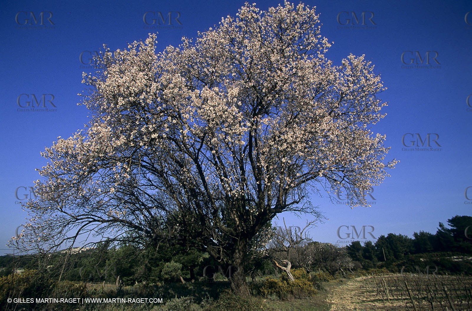 Luberon, Vaucluse (FRA,84) - Fruit trees blooming