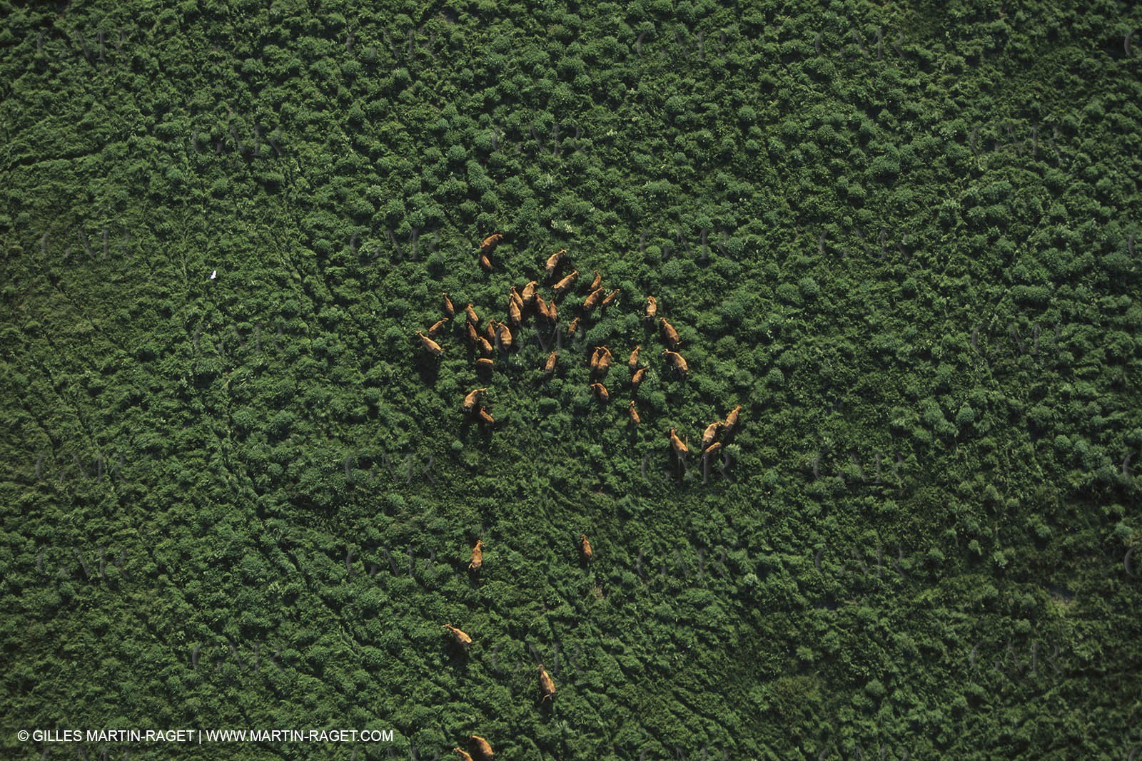 France, Provence, Camargue, Taureaux