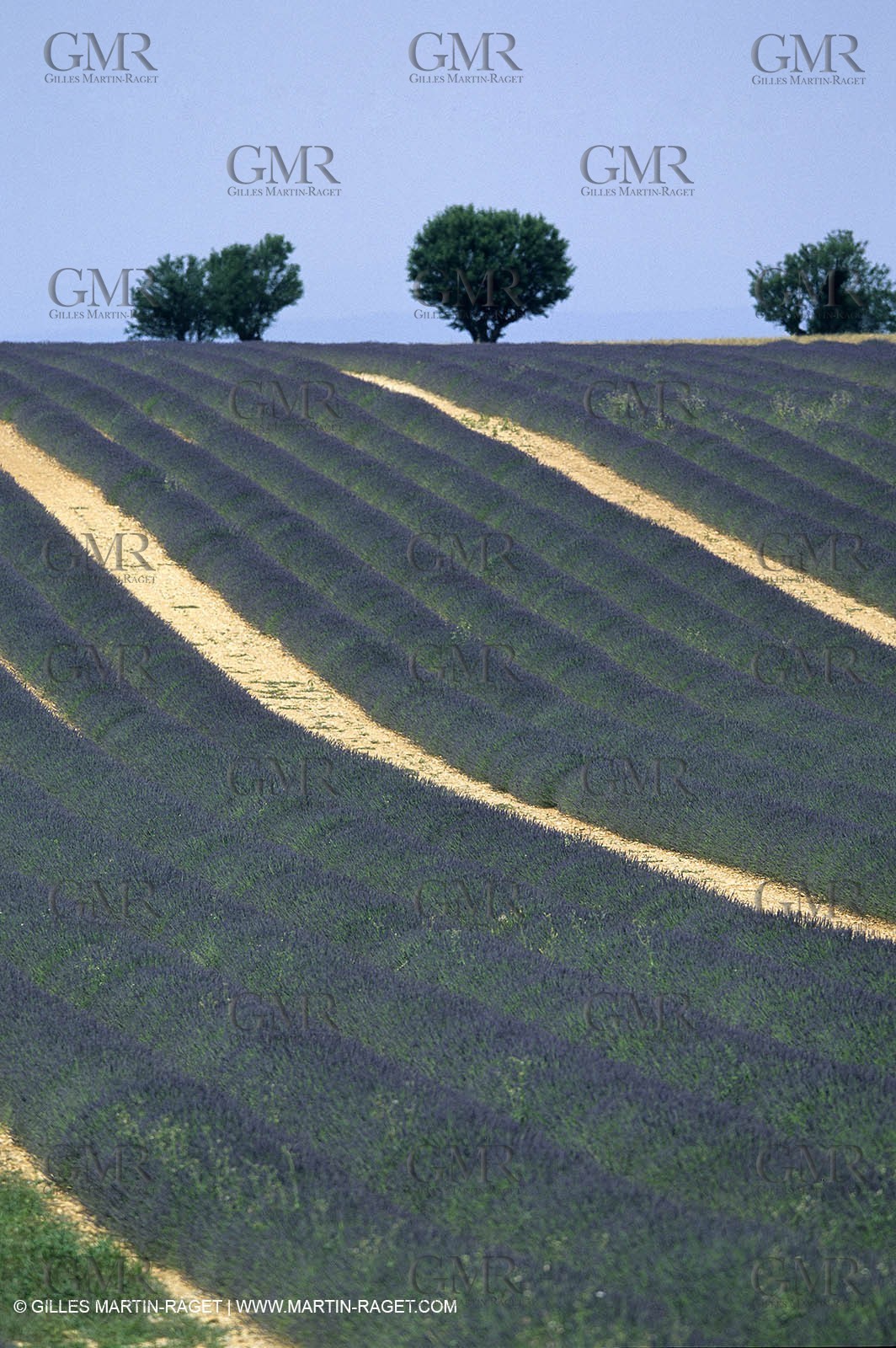 Lavander fields