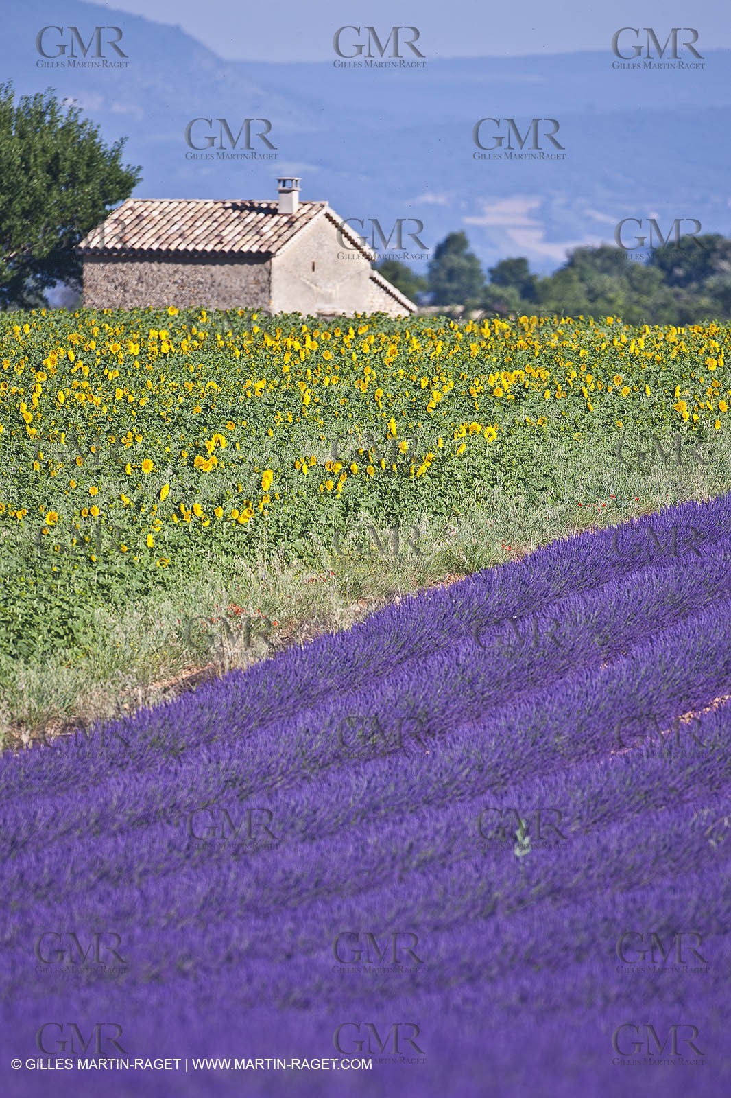 27 06 2011 - Valensole (FRA, 04) - Lavander fields