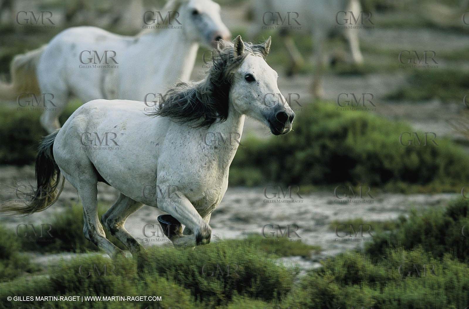 2000-2010- Arles - Les Saintes Maries de la mer (FRA,13) - Camargue horses