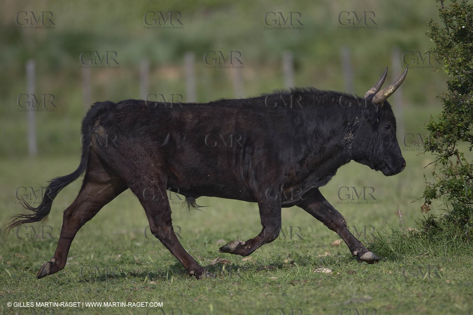 07 05 2008 - Le Cailar (FRA,30) - Stock work at Mas du Pont de Laute domain