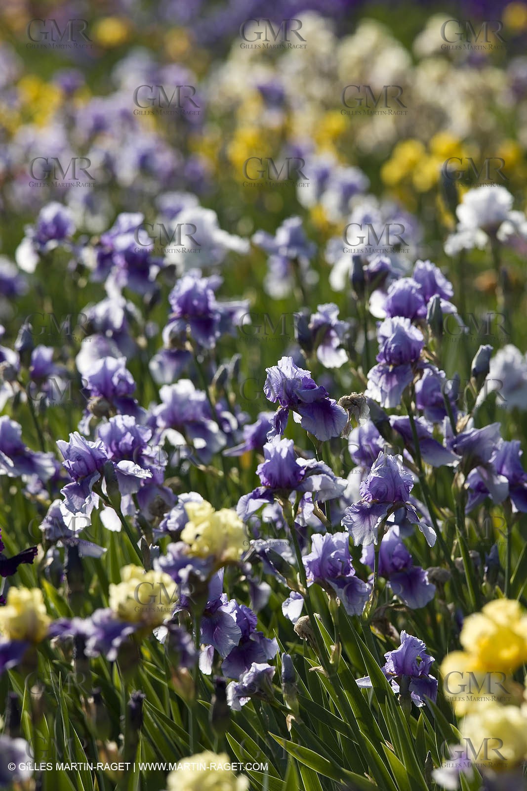 04 05 2008 - Saint Rémy de Provence (FRA, 13) - Alpilles hills landscapes