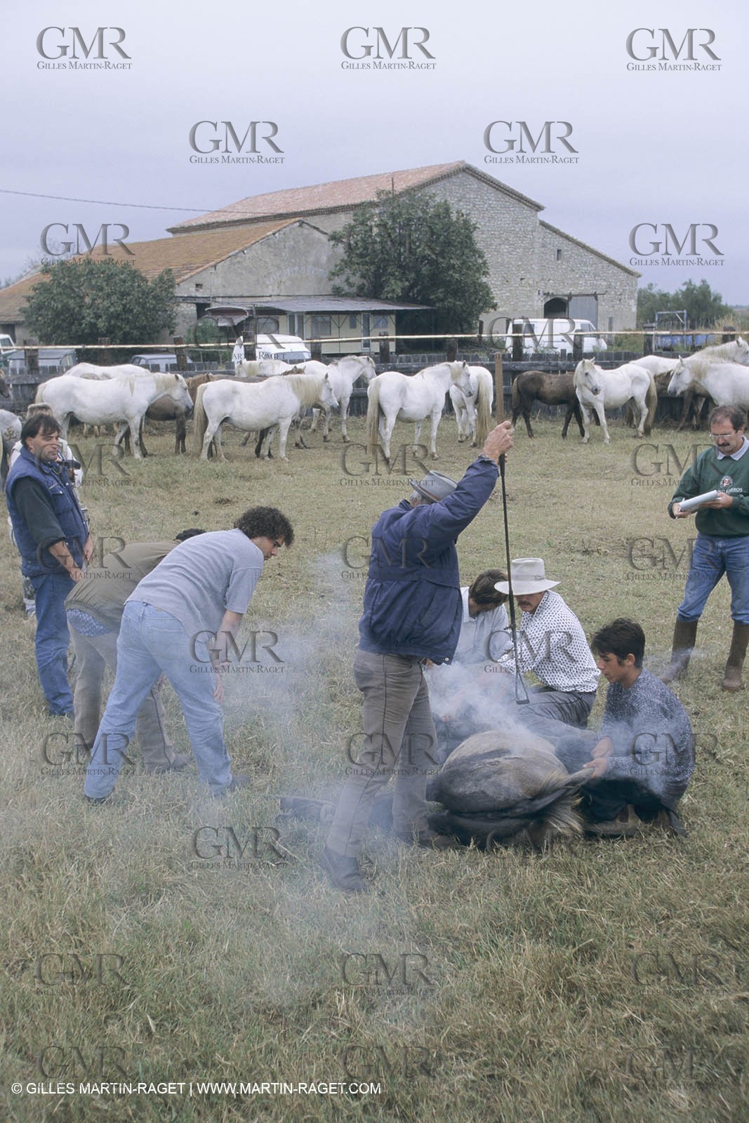 France, Provence, Camargue, Gardians de Camargue, métier, fêtes, élevage, tri