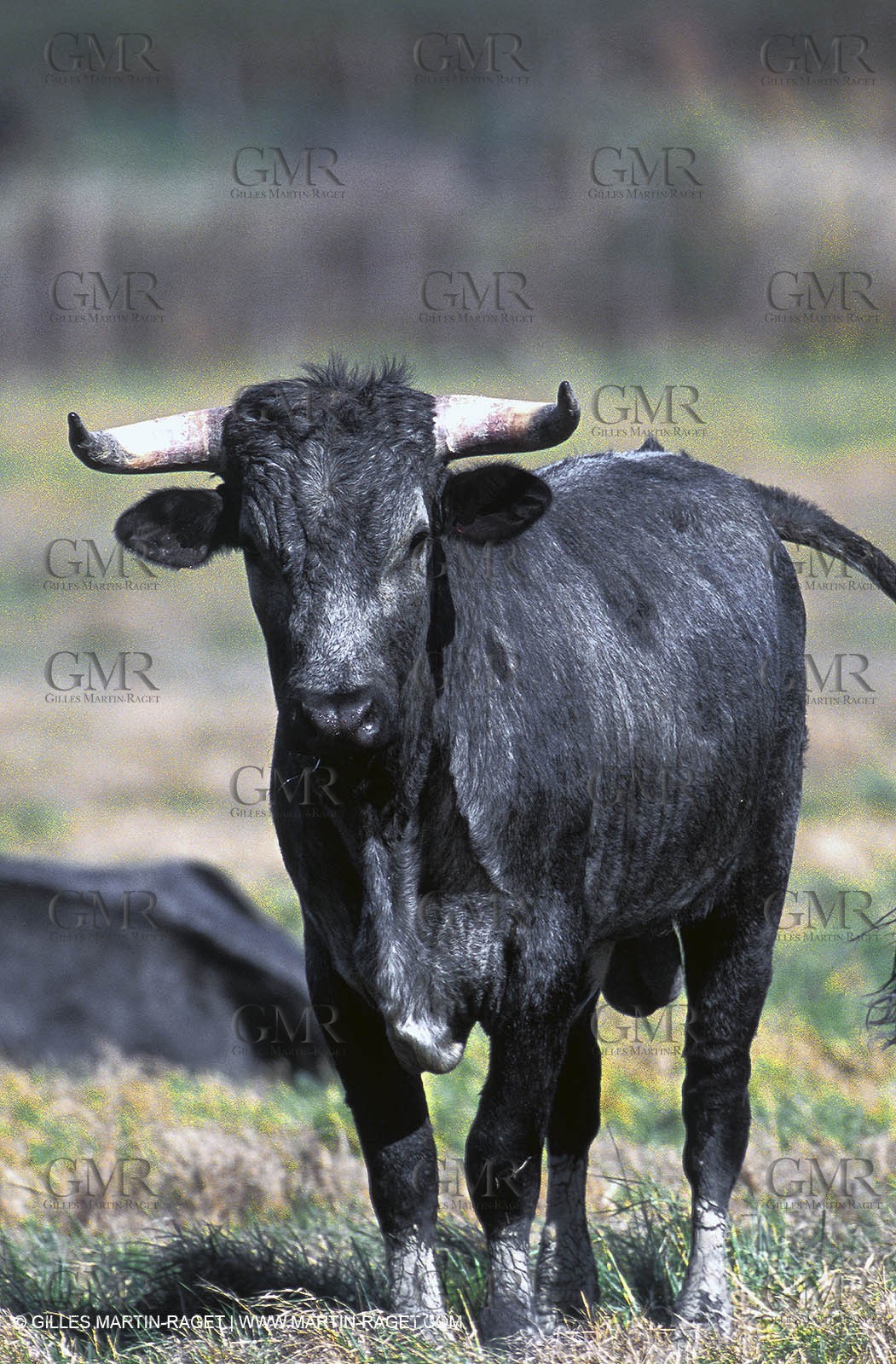 Bull - Camargue
