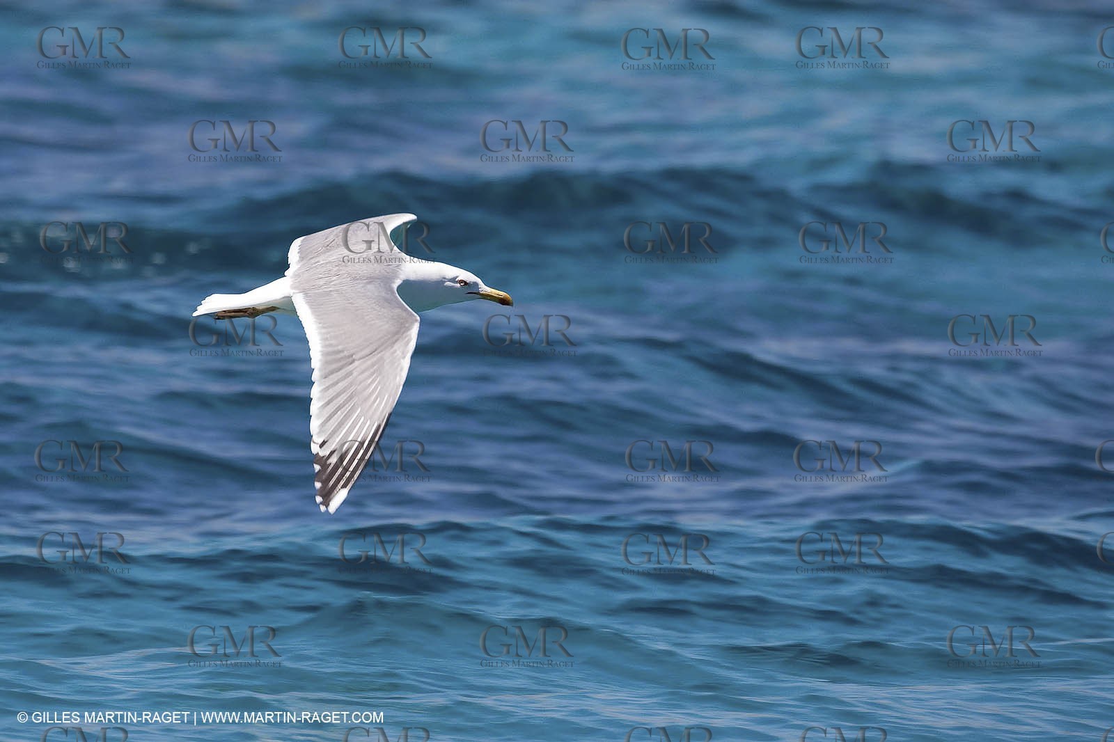07 05 2009 - Marseille (FRA, 13) - Les Calanques - Riou