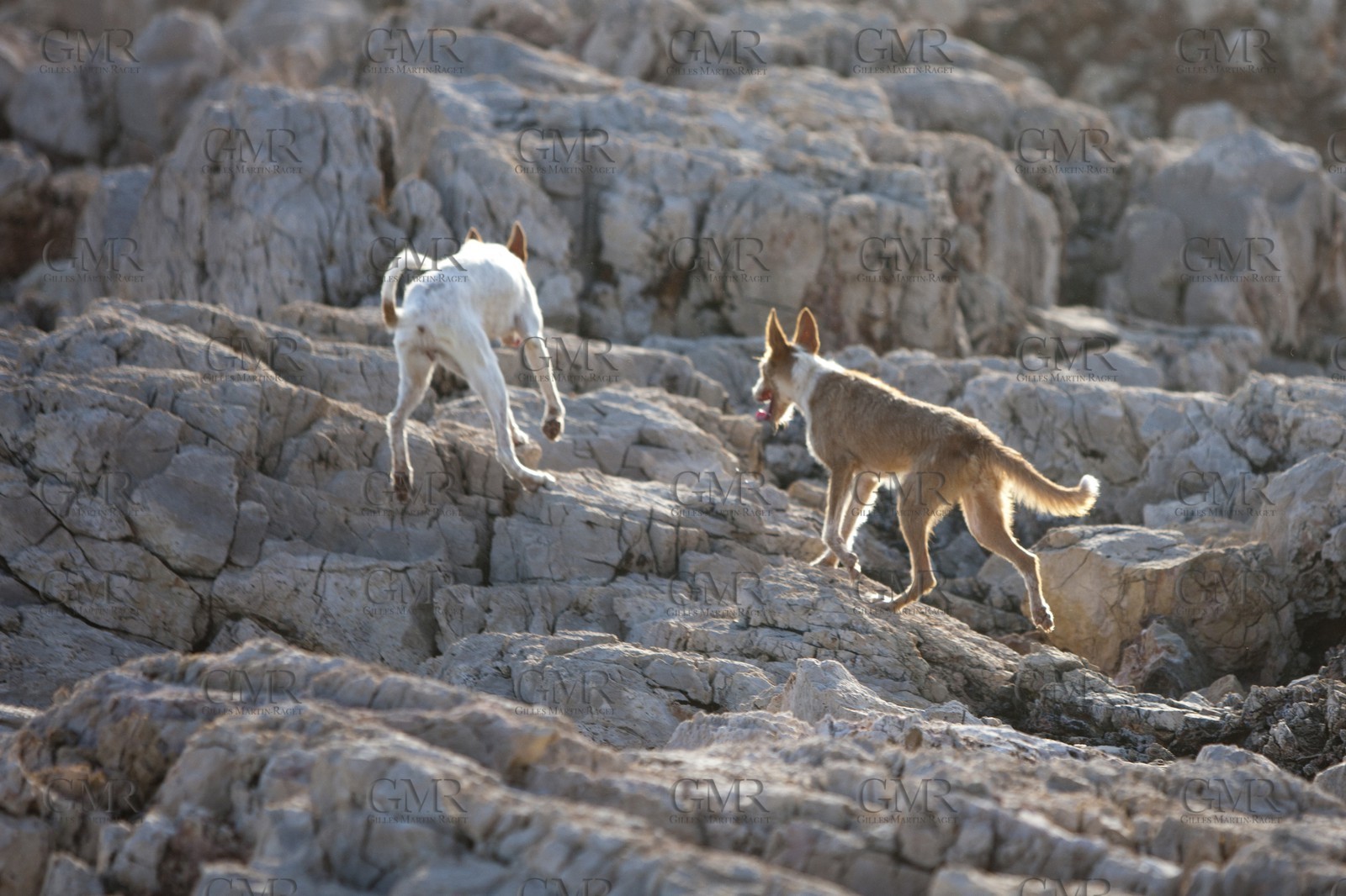 27 08 2010 - Minorque (ESP) - Punta Sati (west coast)