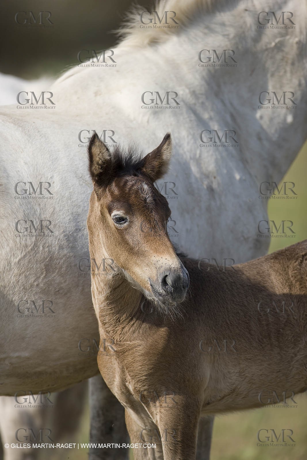 01 07 2008 - Saintes Maries de la Mer (FRA-13) - Camrgue horses