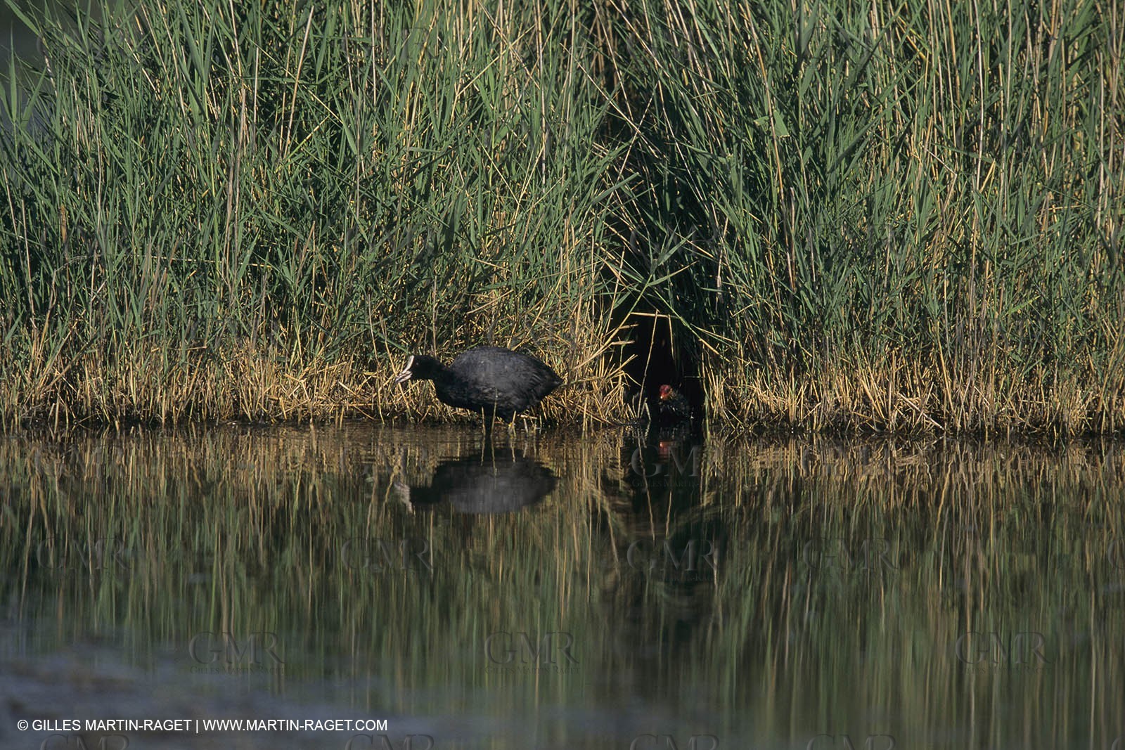 France, Provence, Camargue, Nature, marais, plage, beaches, marshes