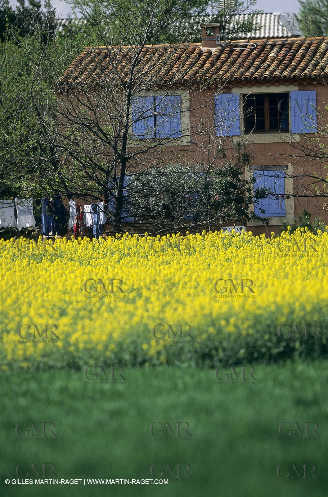 Alpilles (FRA,13), Rape fields