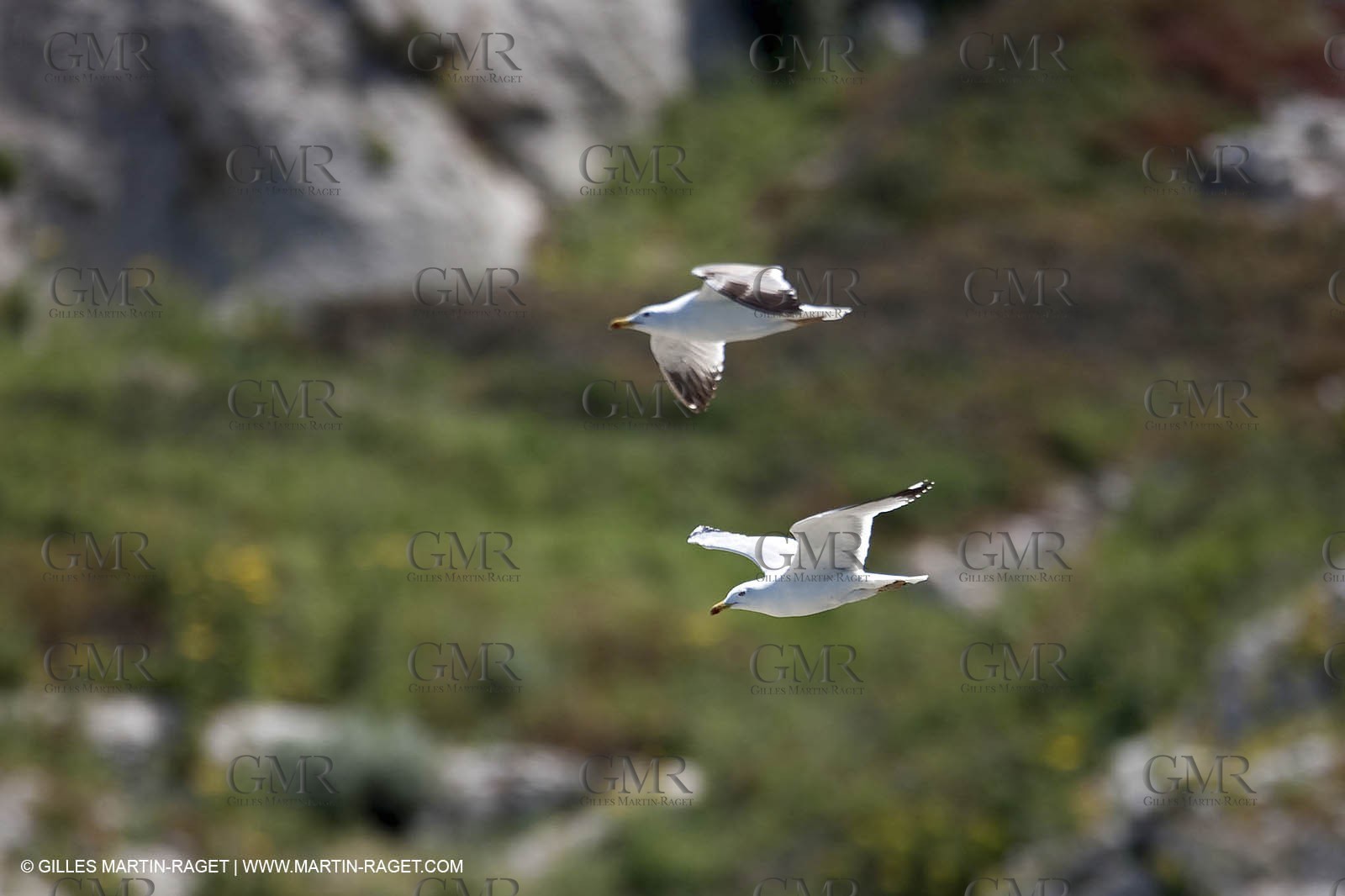 07 05 2009 - Marseille (FRA, 13) - Les Calanques - Riou