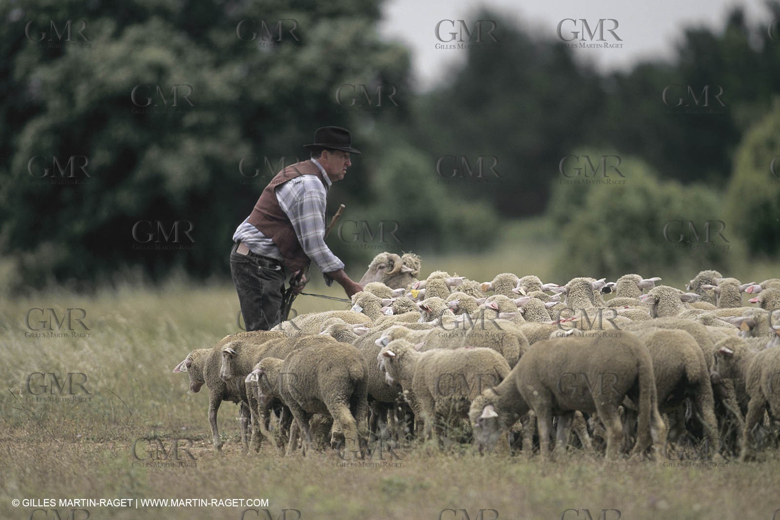 France, Provence, Moutons, bergers, élevage, transhumance