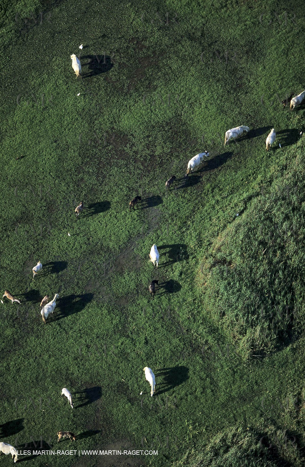 Vigueyrat ponds, camargue horses