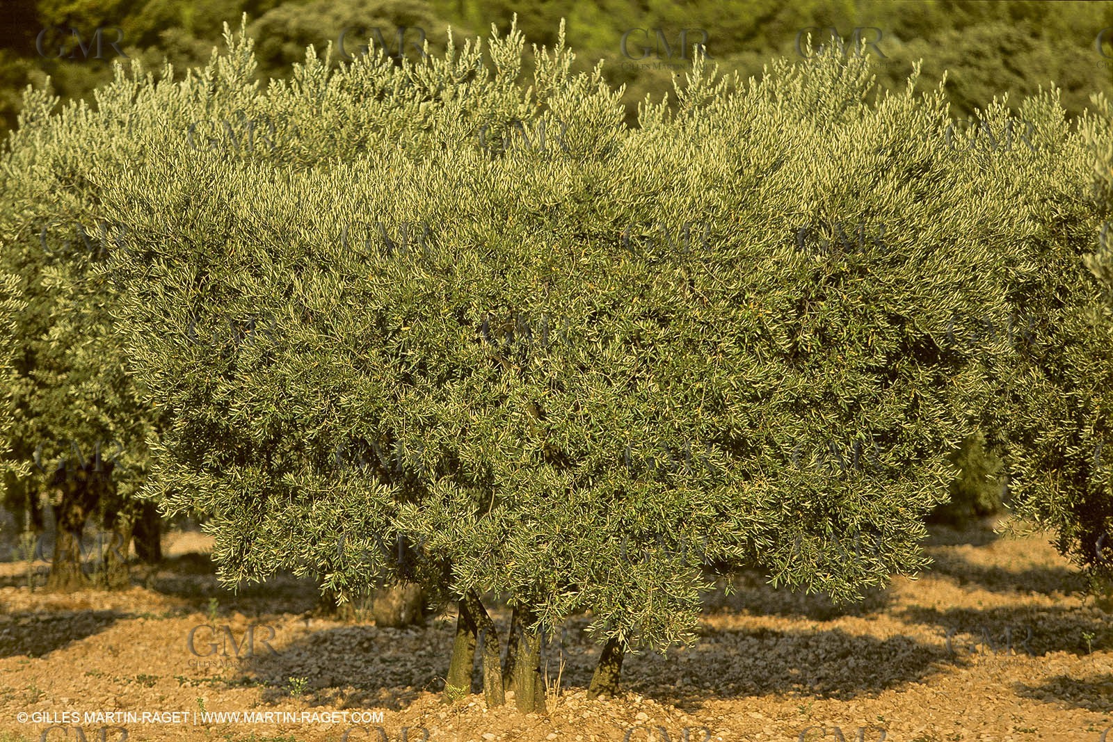 France, Provence, Oliviers, oliveraies, olive trees