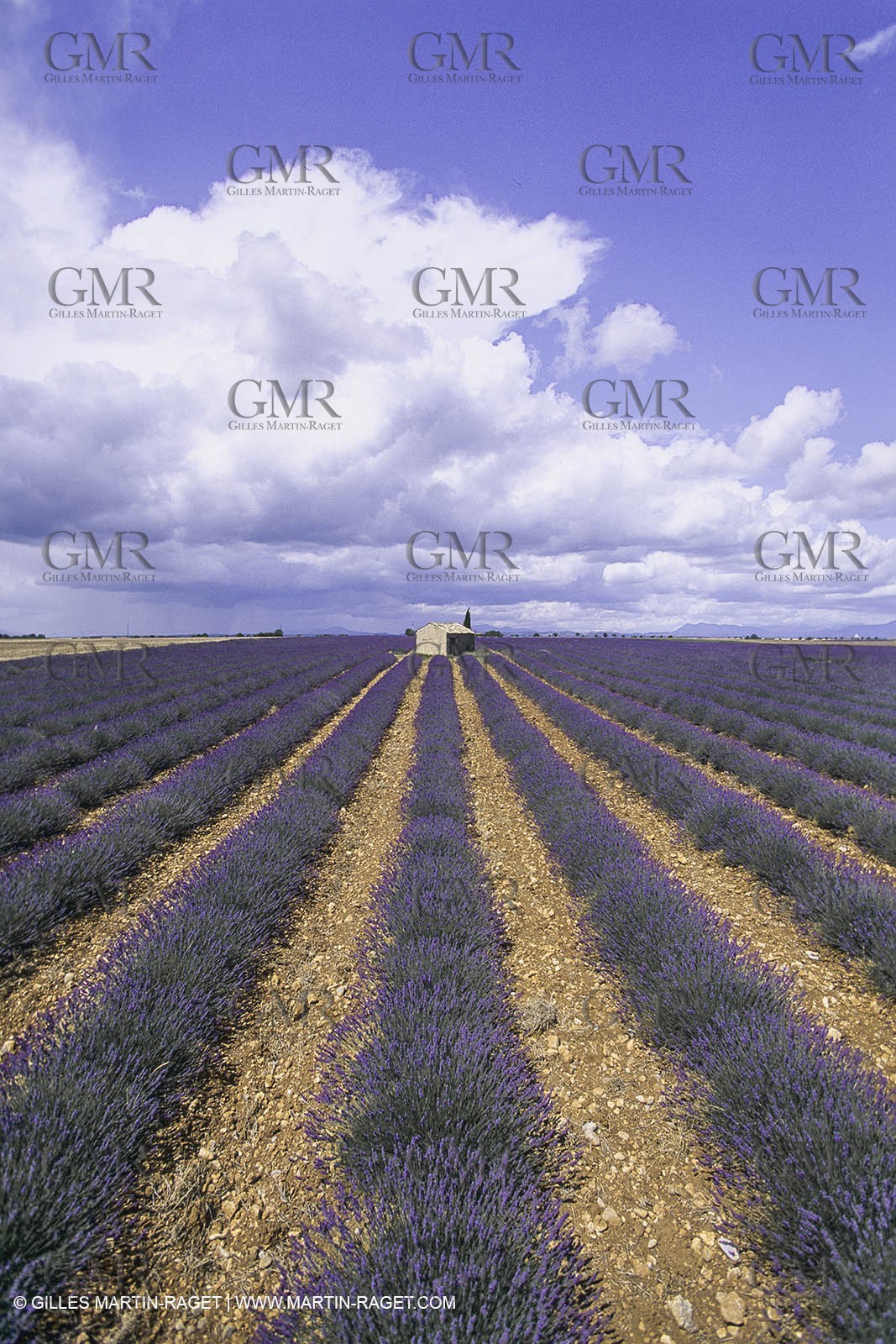 France, Provence, Lavender fields