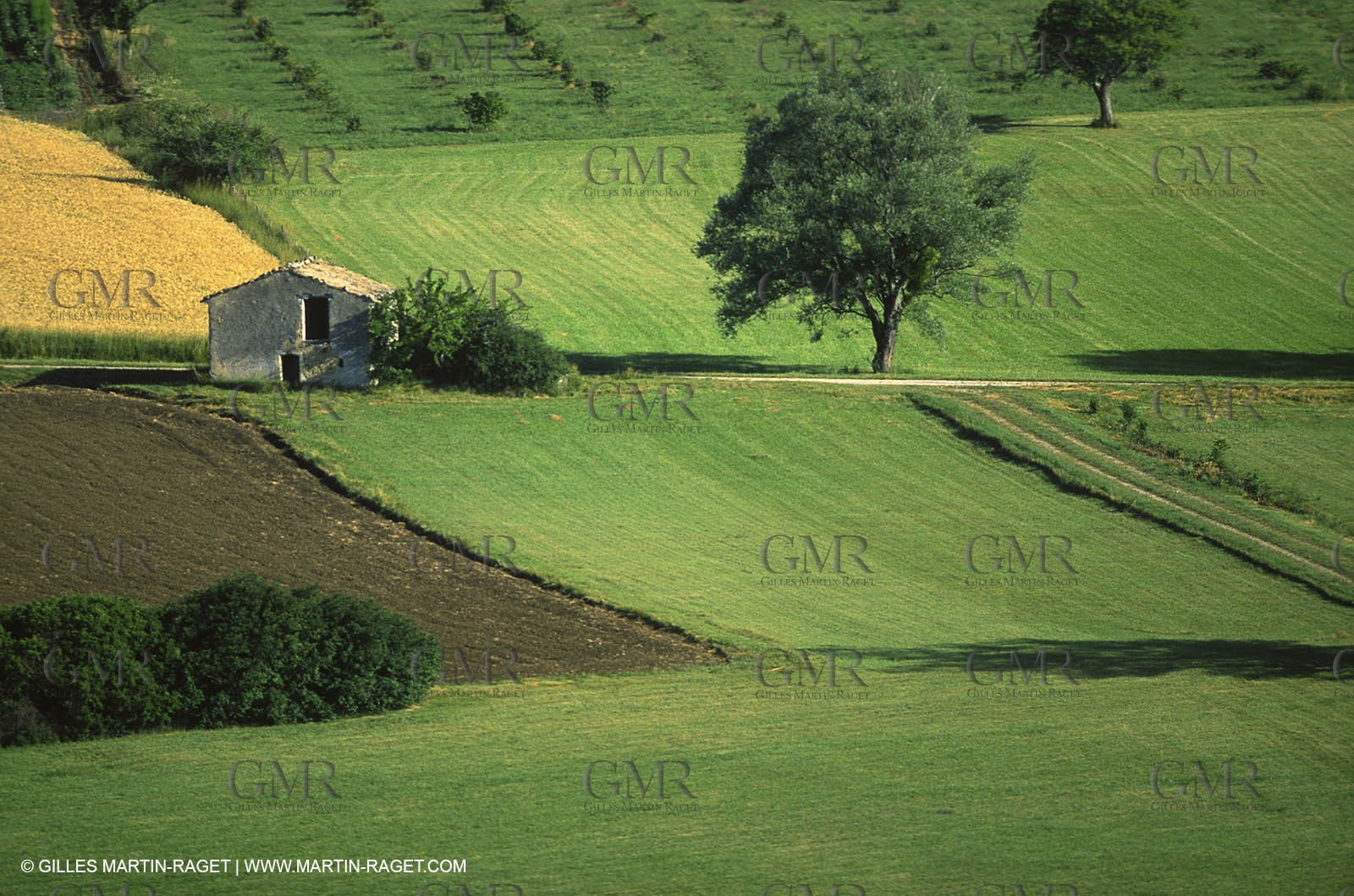 Hgher Provence - Lavender fields