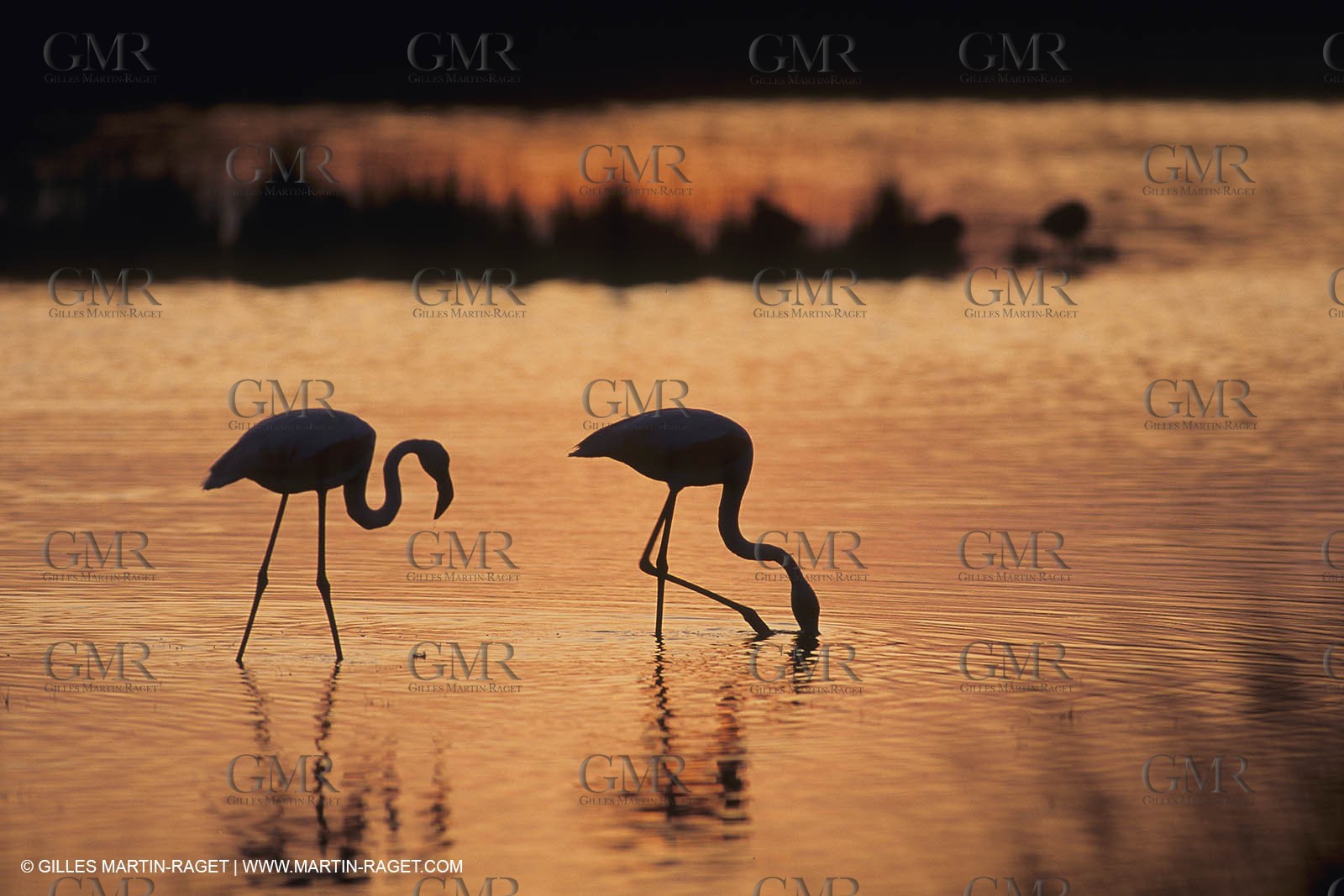 France, Provence, Camargue, Birds, Flamants, flamingos