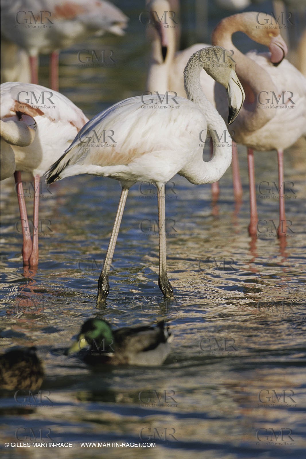 Camargue (FRA,13) - Flamingos in the Camargue