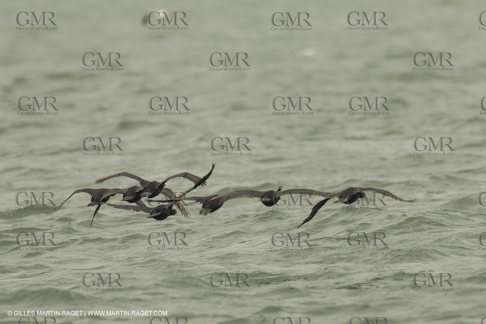 03 08 2013 - San Francisco (USA,CA) - 34th America's Cup - Louis Vuitton Cup - Training Day