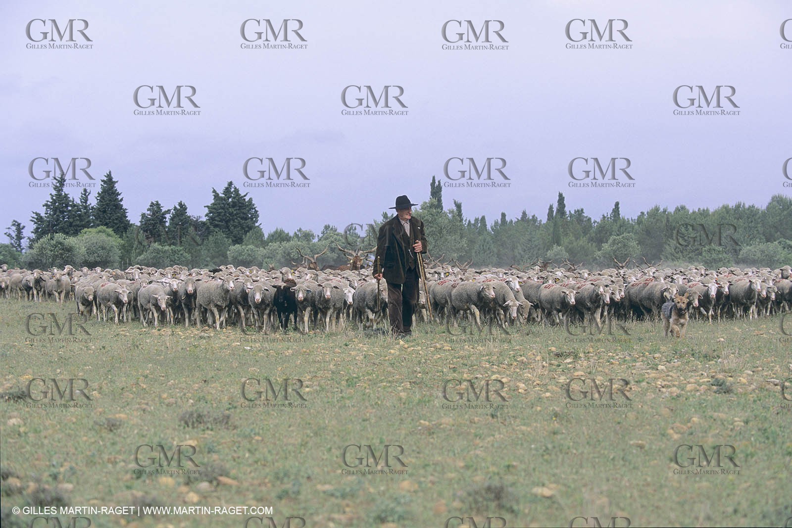 France, Provence, Moutons, bergers, élevage, transhumance