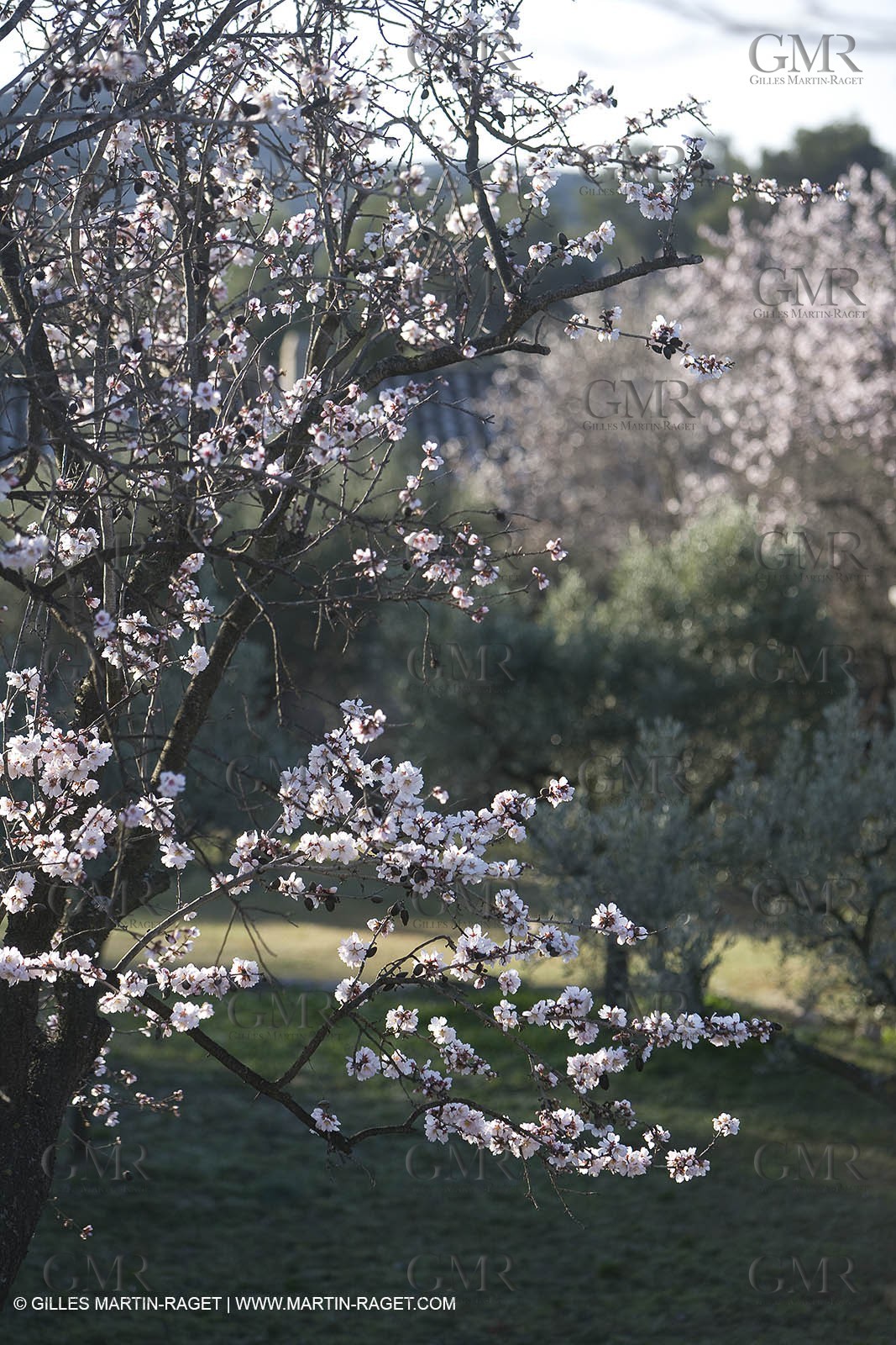 09 02 2008 - Les Baux de Provence (FRA, 13) - Paysages des Alpilles