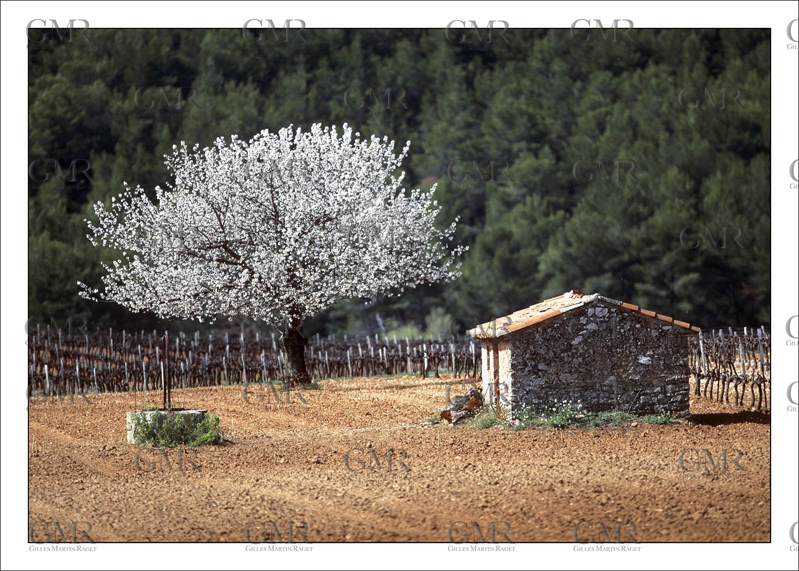 Spring Cant 2