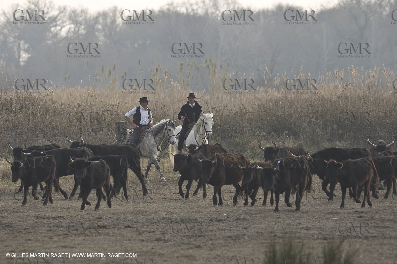17 02 2008 - Les Saintes Maries de la mer - Camagri - Bull chasing