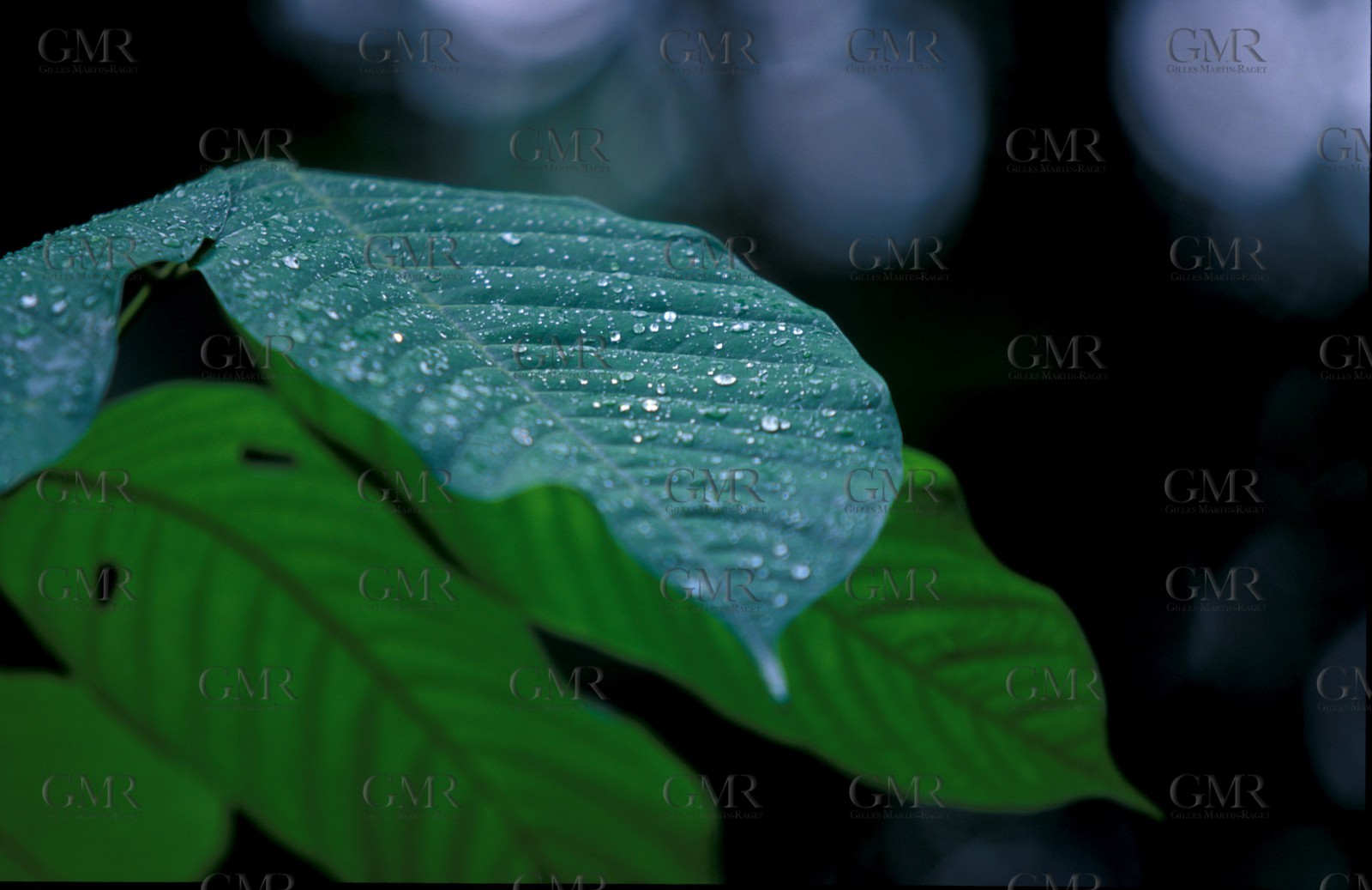 Guadelupe - Caribbean