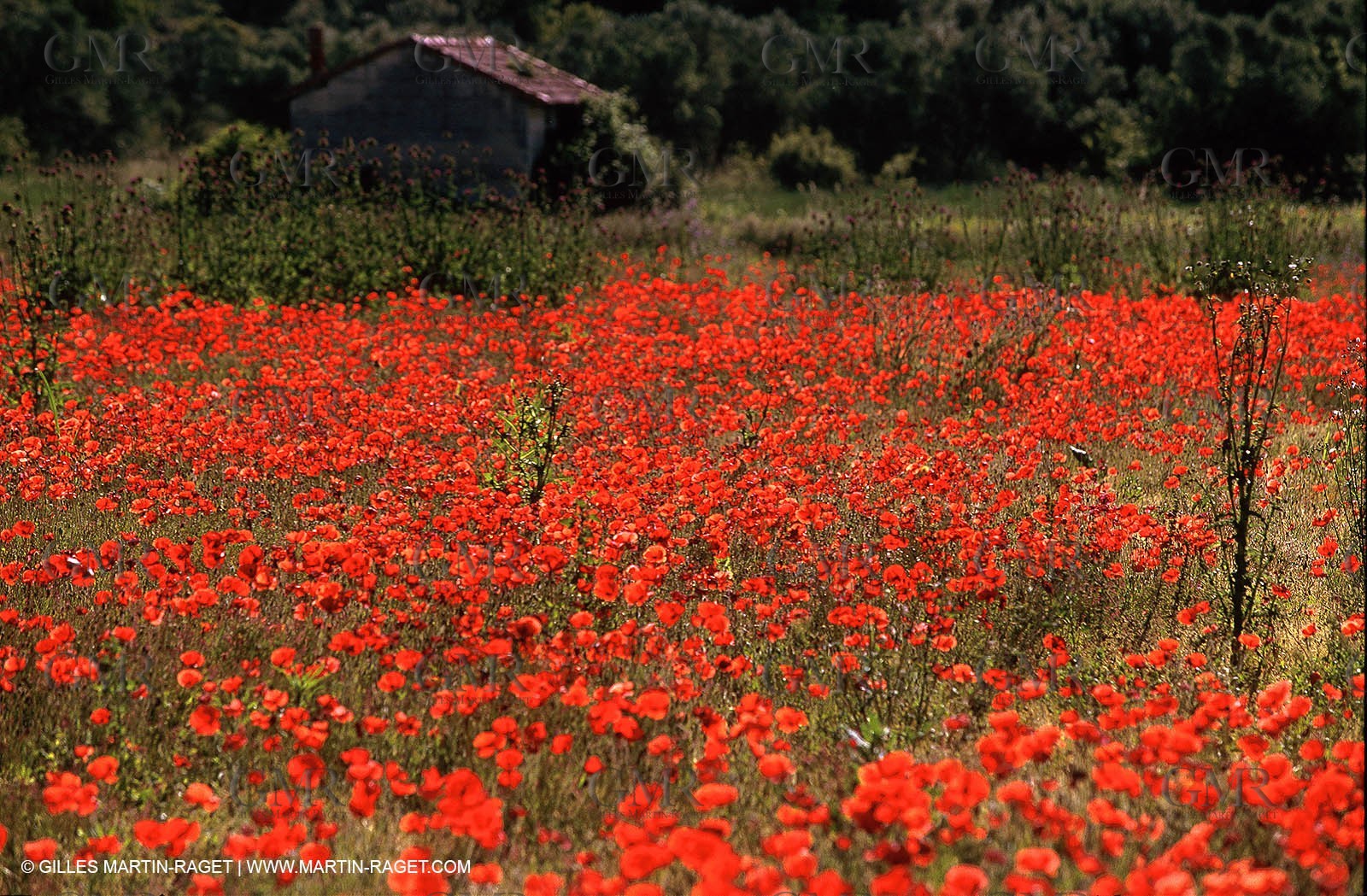 Poppies - Poppies field