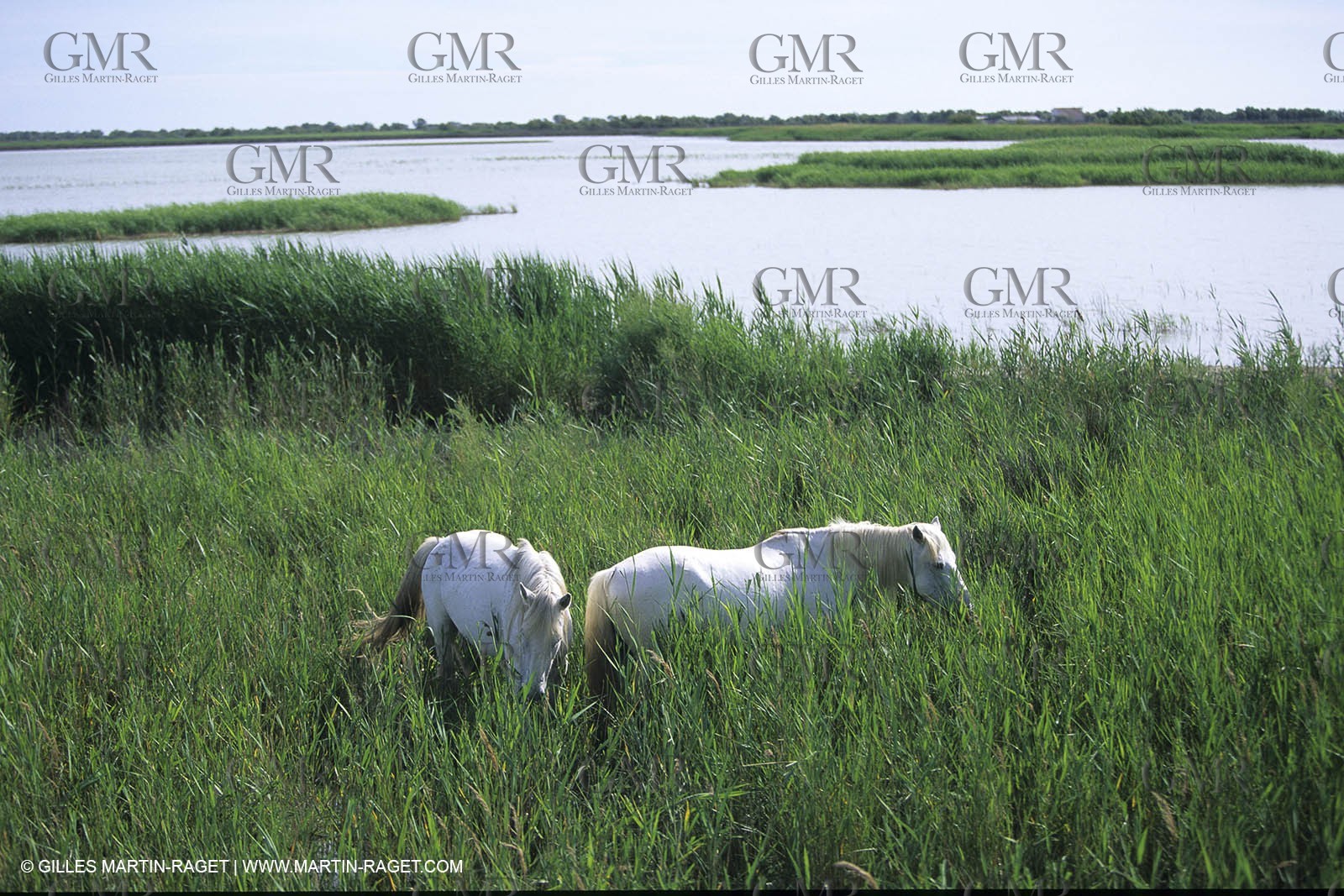 Camargue horses