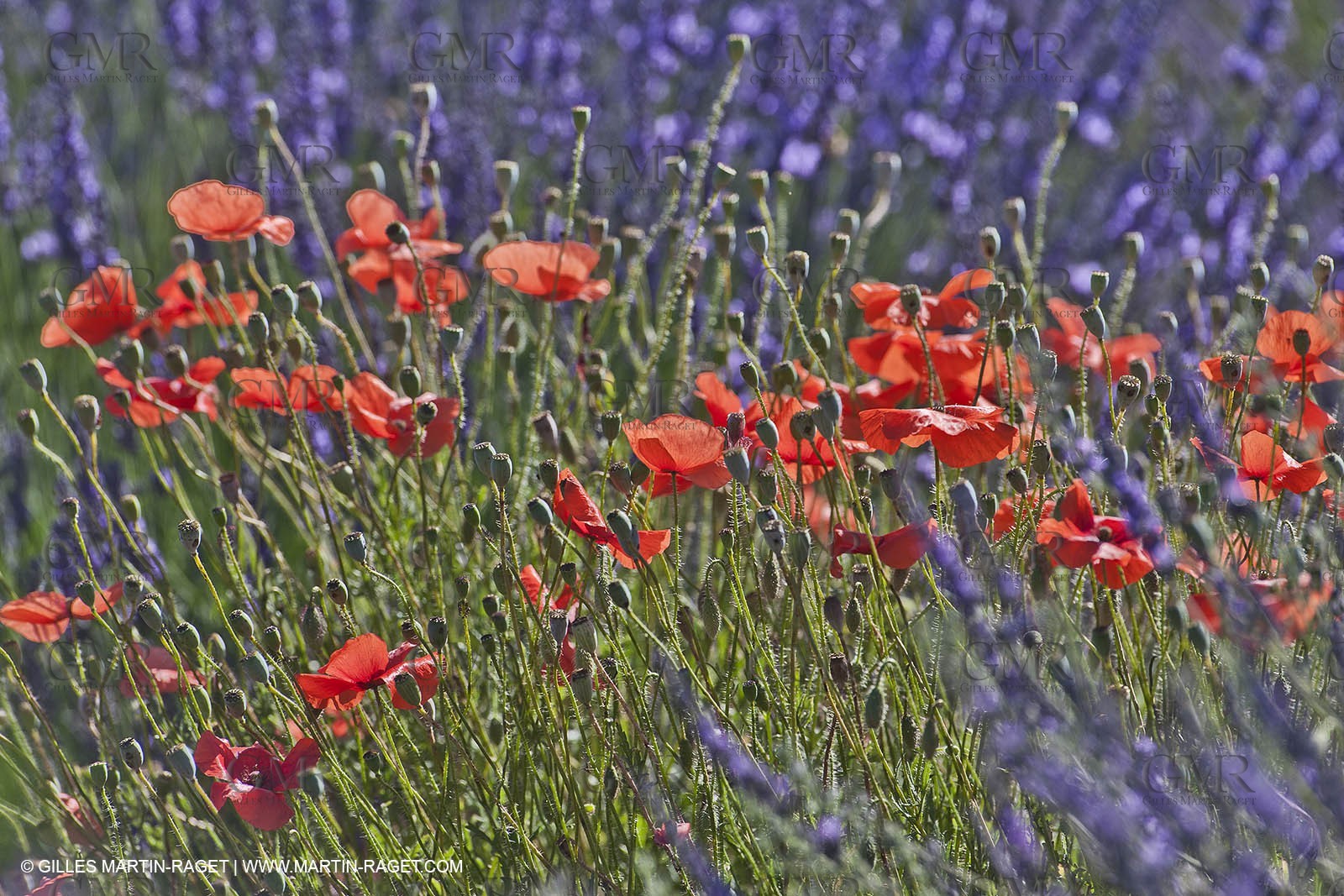 27 06 2011 - Valensole (FRA, 04) - Lavander fields