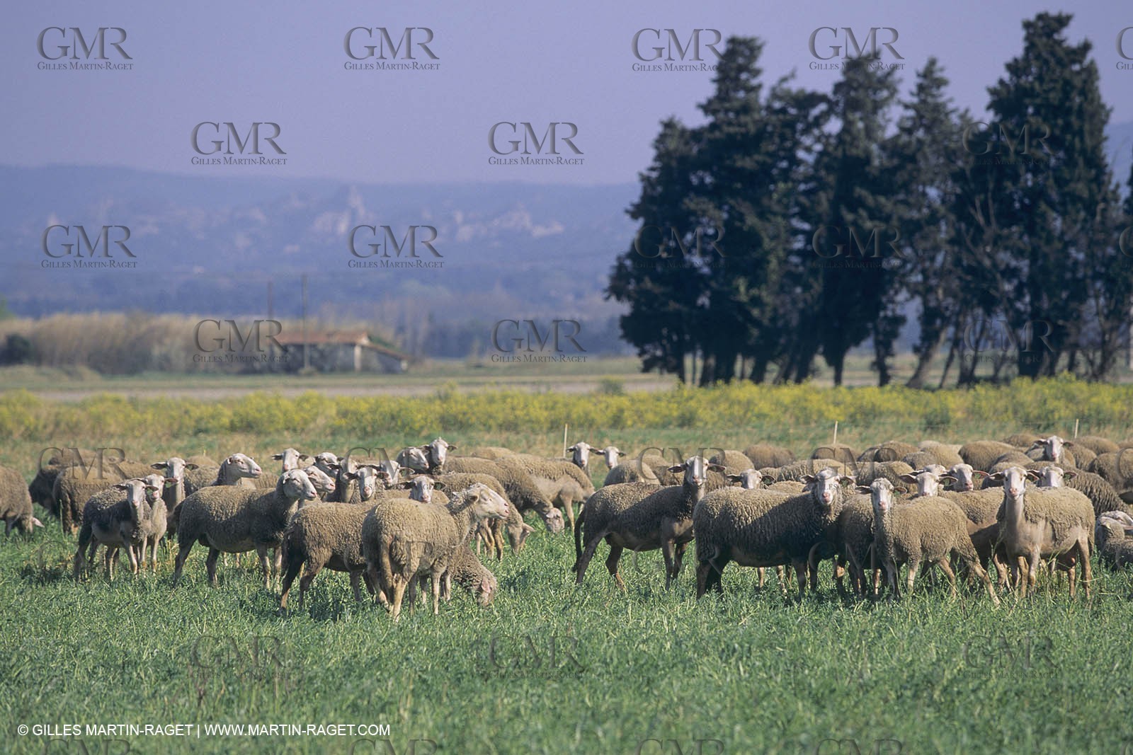 France, Provence, Moutons, bergers, élevage, transhumance