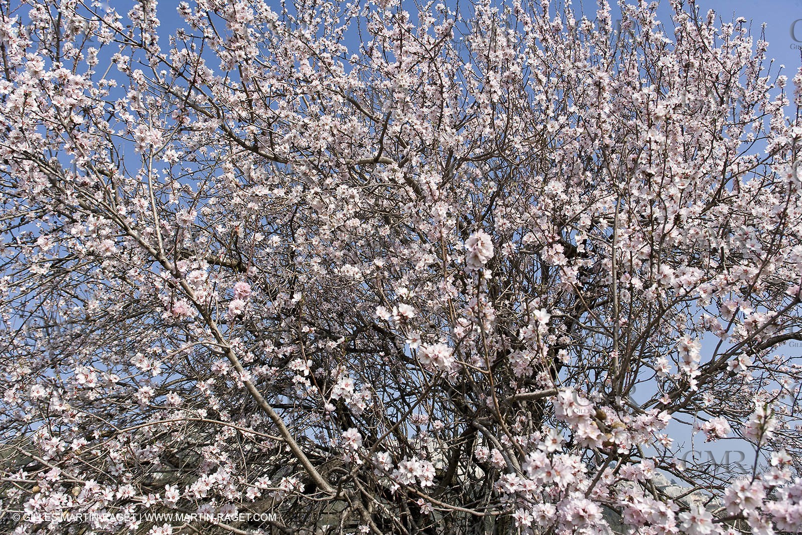 16 02 2008 - Les Baux de Provence (FRA, 13) - Paysages des Alpilles