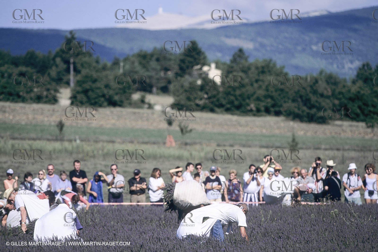 France, Provence, Lavender fields